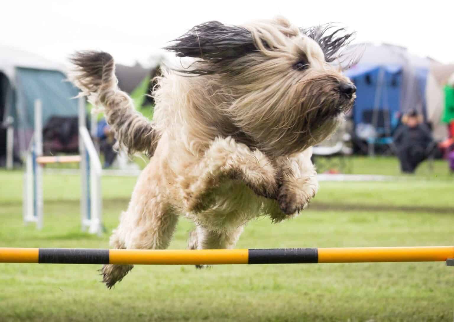 The benefits of having a bunny-hopping dog