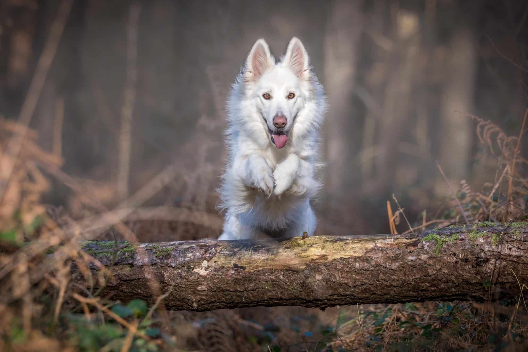 What breed of dog hops like a bunny