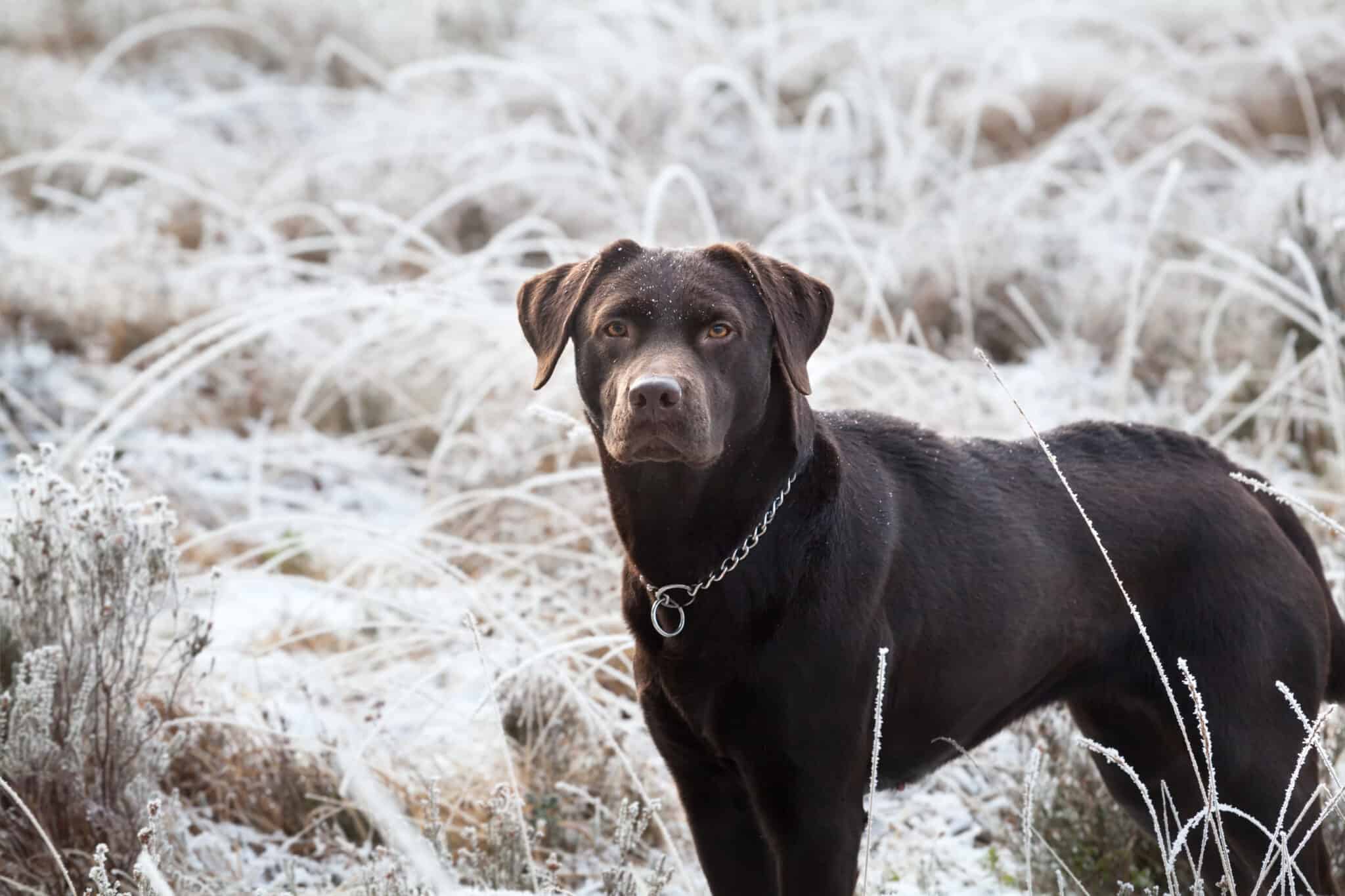 Do labradors bark a lot?