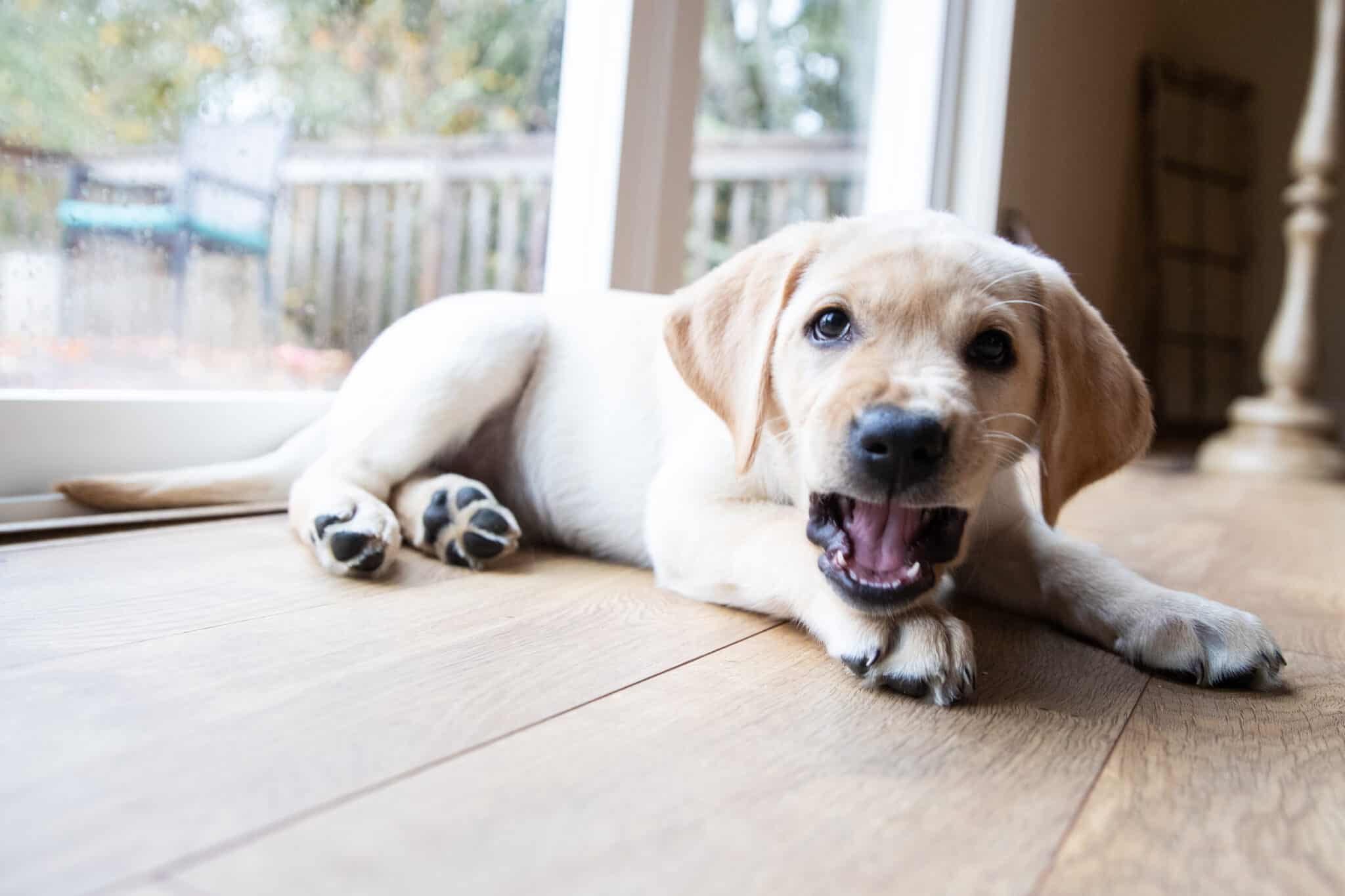 Why do labradors bark a lot?