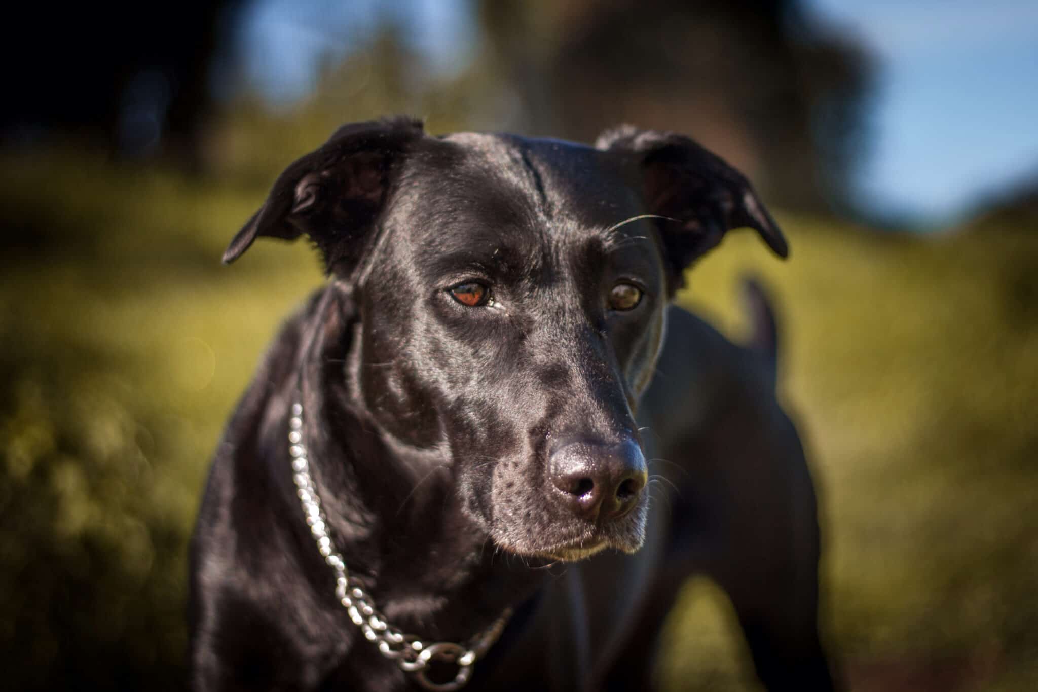 Are labradors good guard dogs