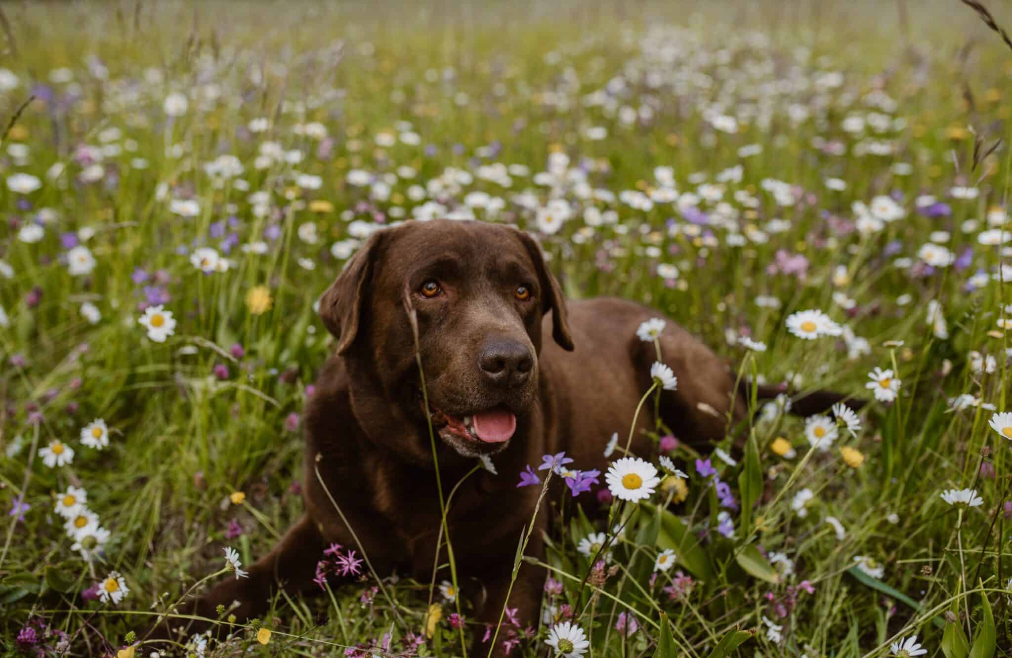 How often does a Labrador bark?