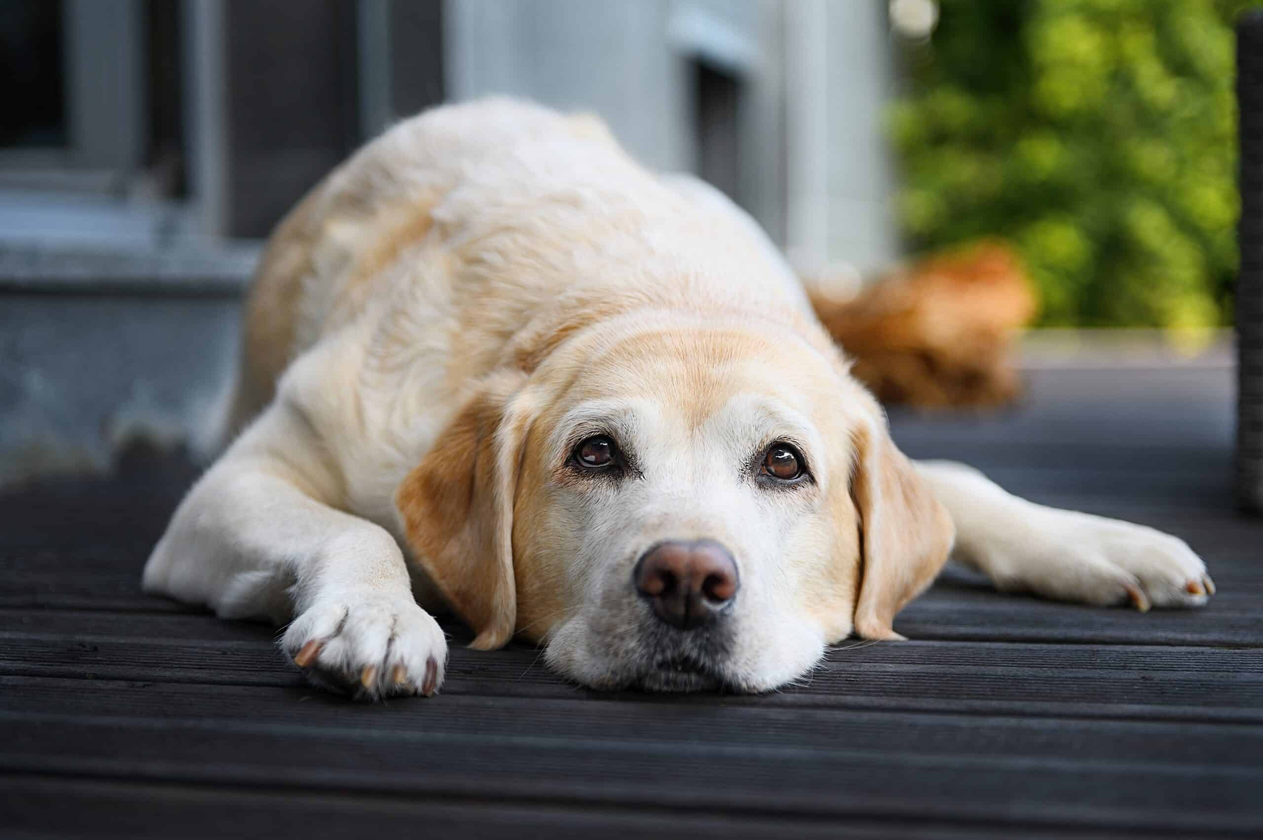 Tips to stop a labrador from barking excessively