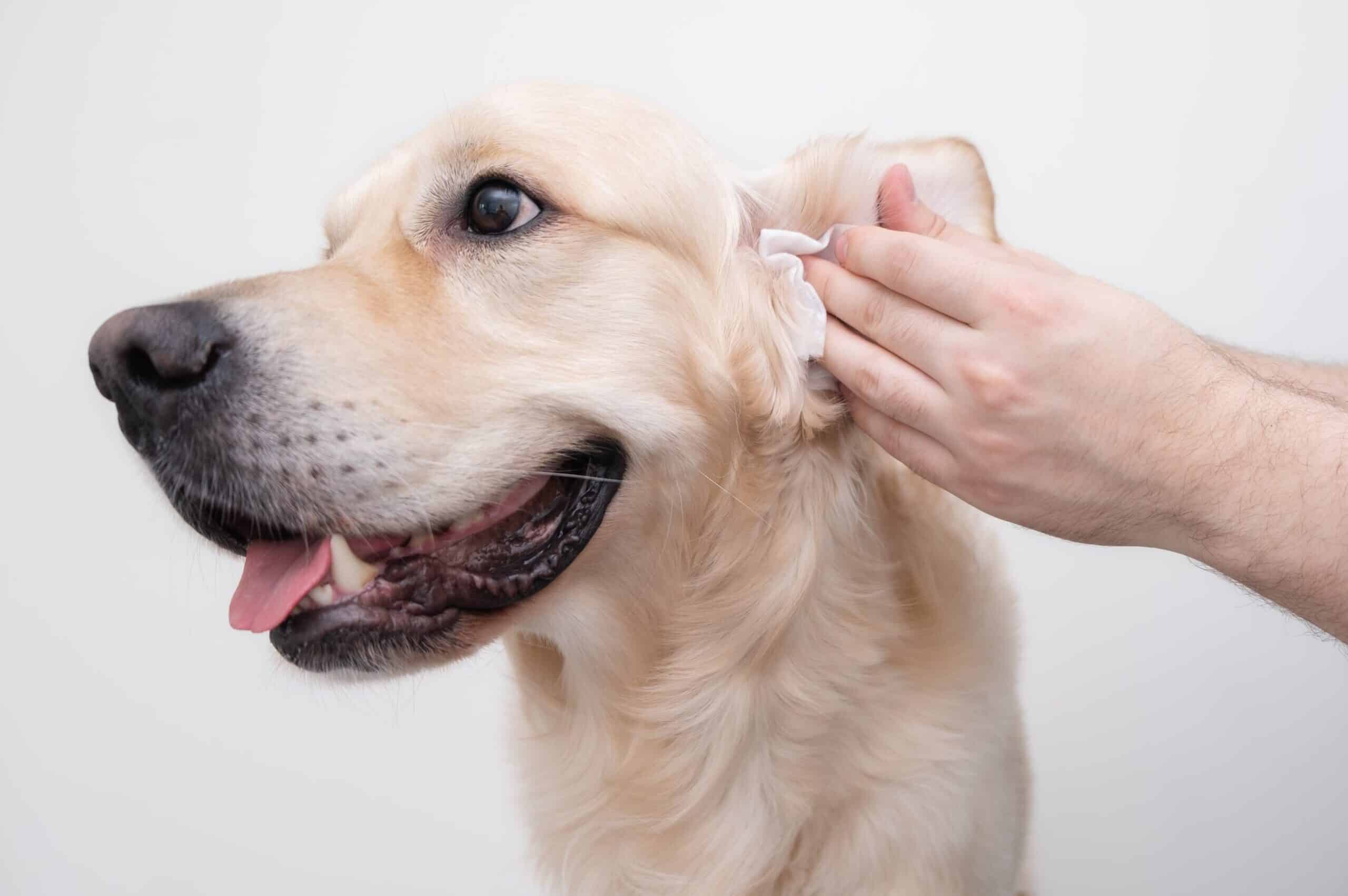 How to soothe dogs ears after grooming