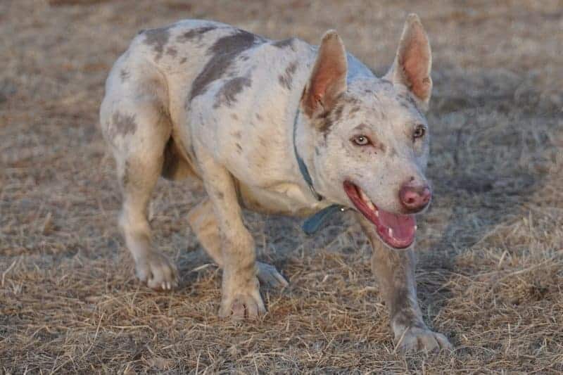 What is the hanging tree dog temperament?