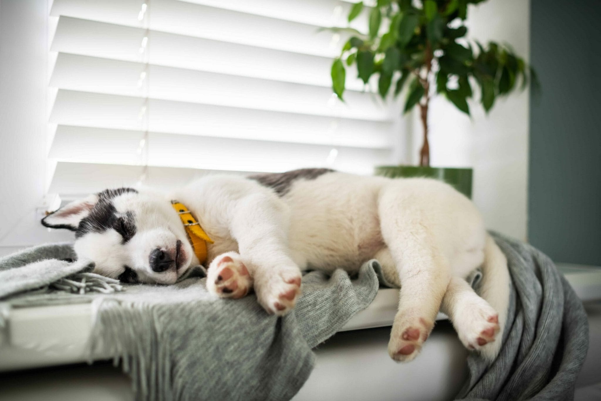 Where do huskies sleep?