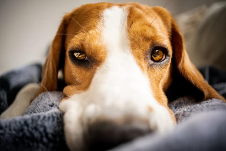 My Dog Drank Mop Water With Mr Clean Dog Drank Mop Water, What To Do?