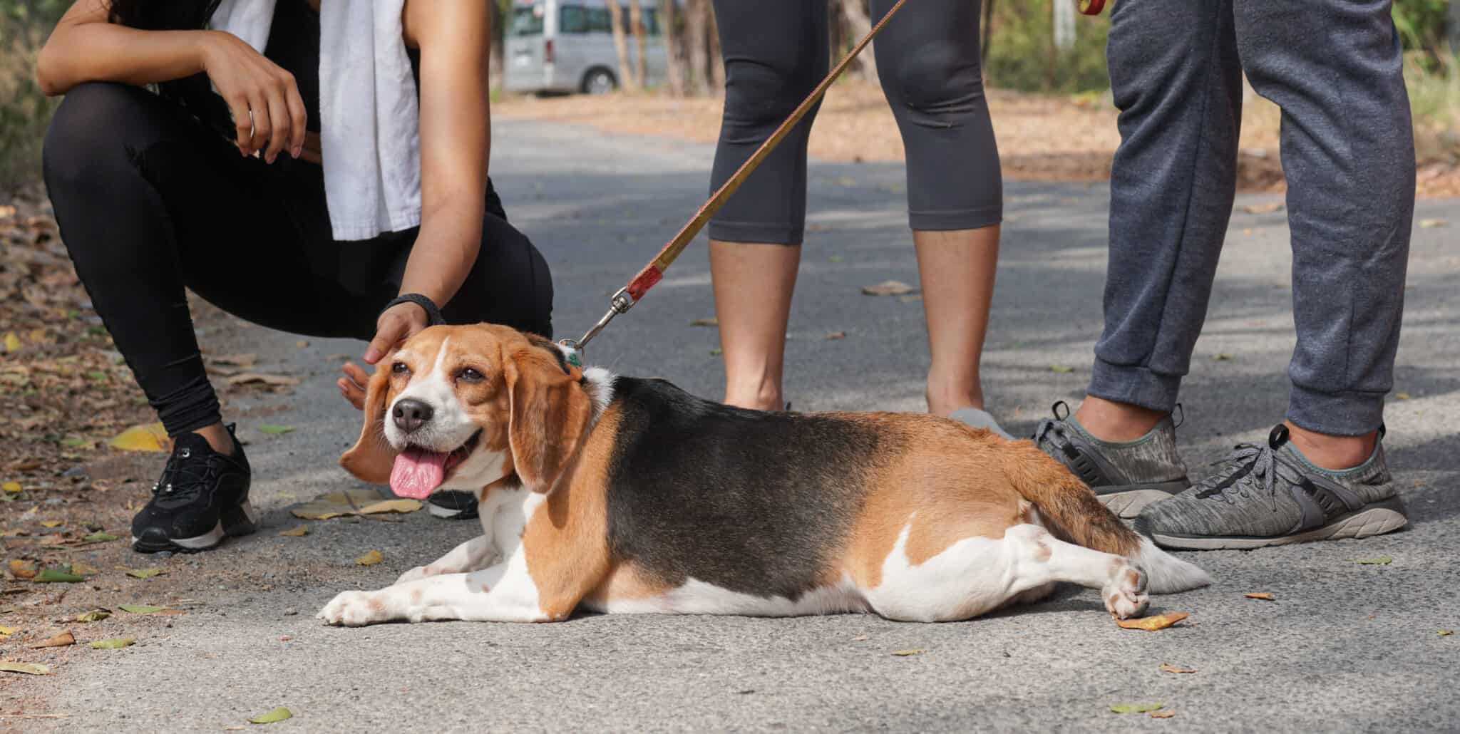 white tip tail dog - Beagle