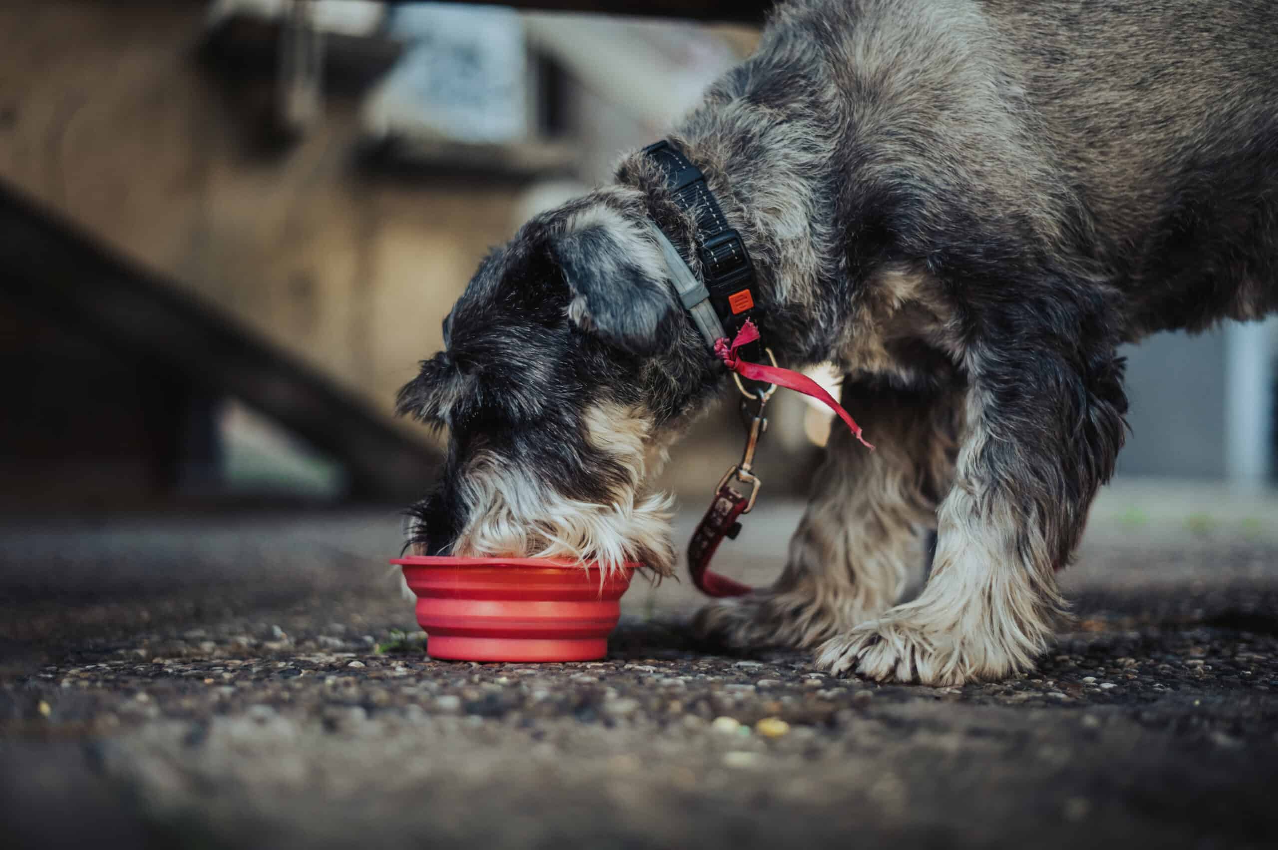 Can 2 dogs share a food bowl?