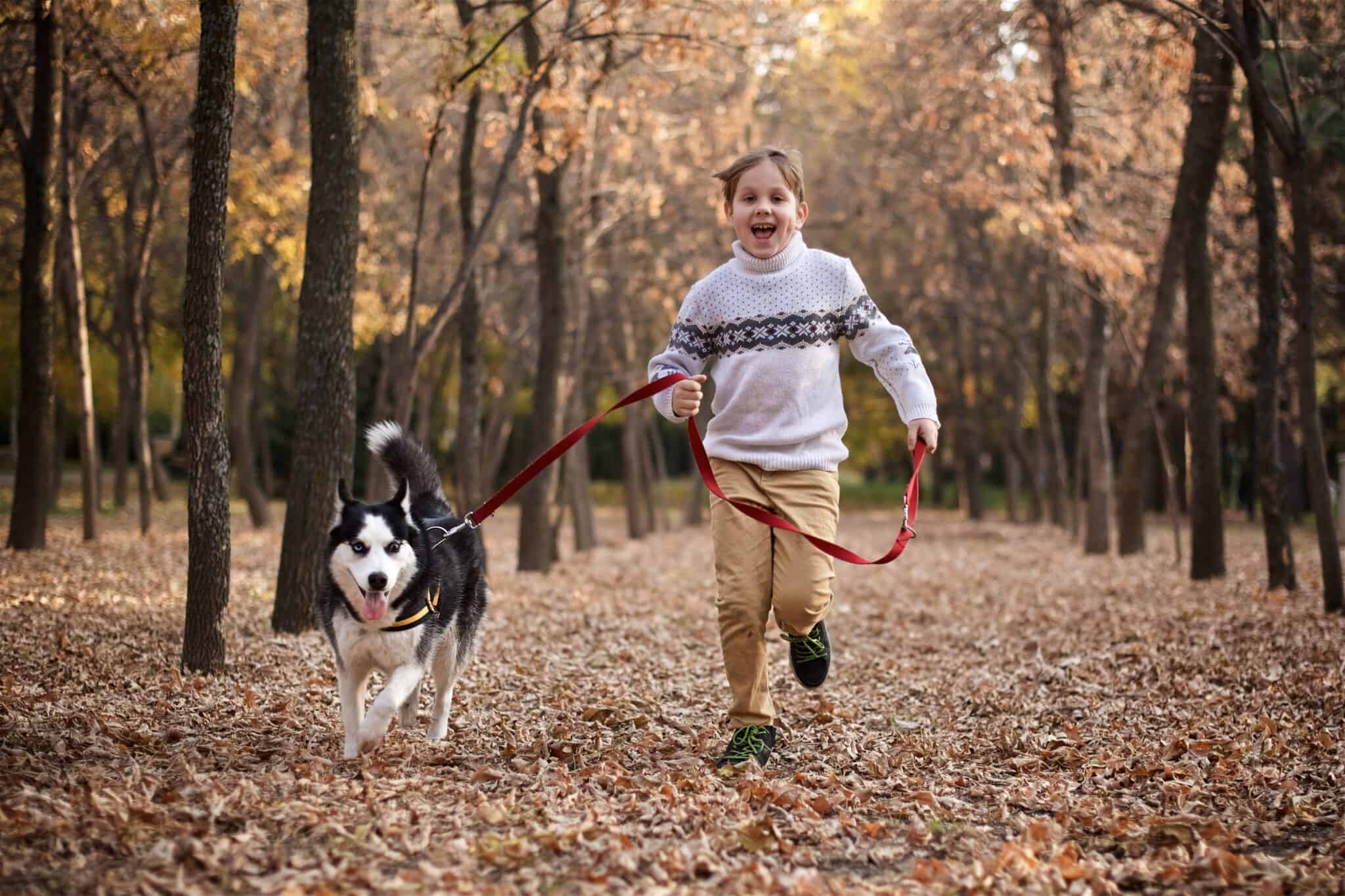 Make sure your husky is active throughout the day