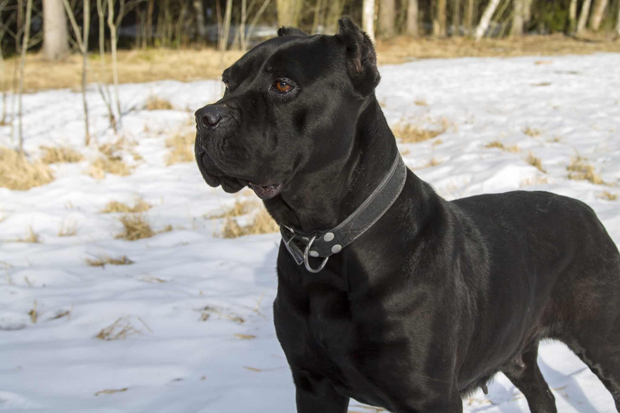 What does a cane Corso dog look like?