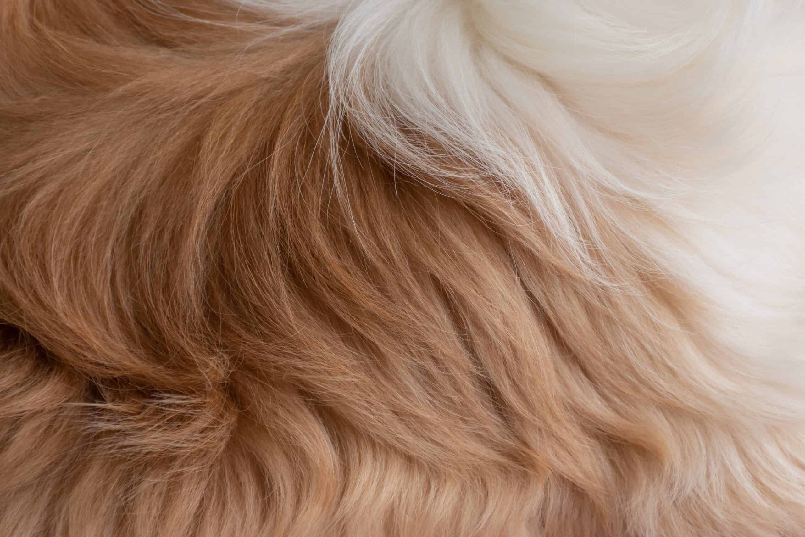 What are Cowlicks on Dogs?