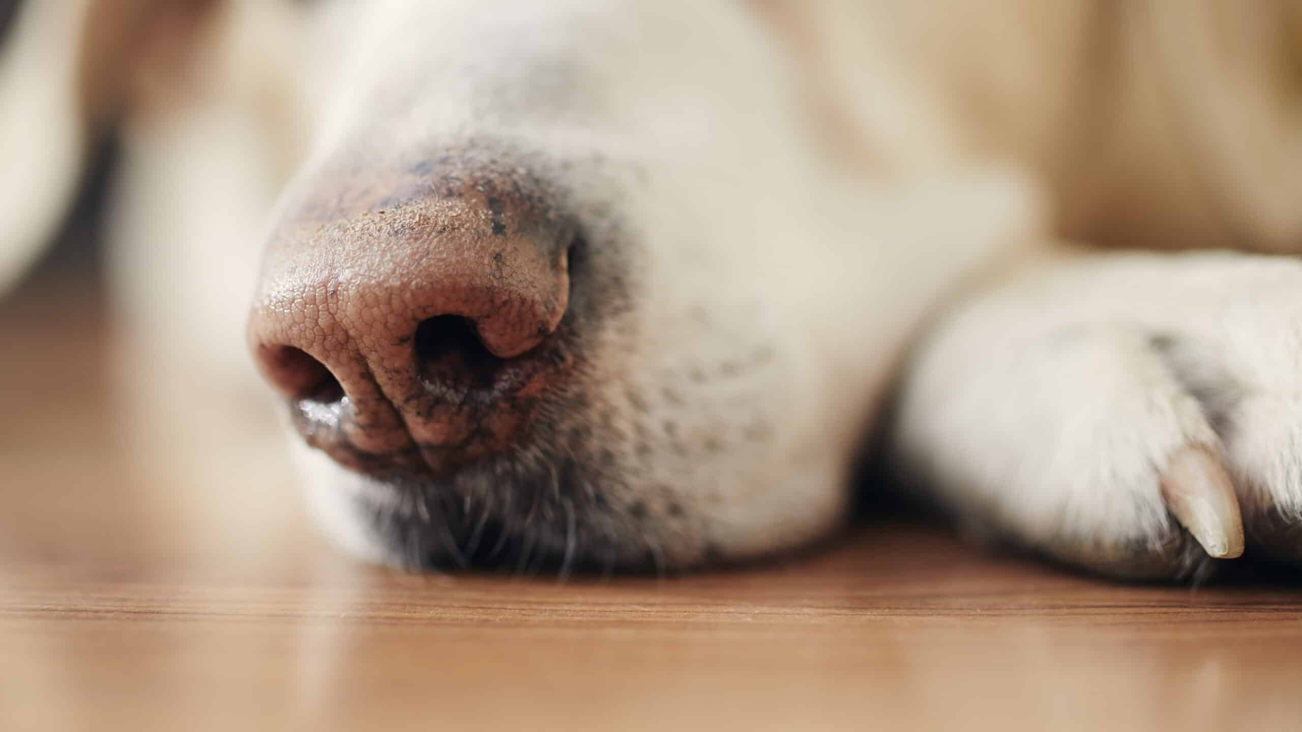 Can Dogs Smell Toenail Fungus?