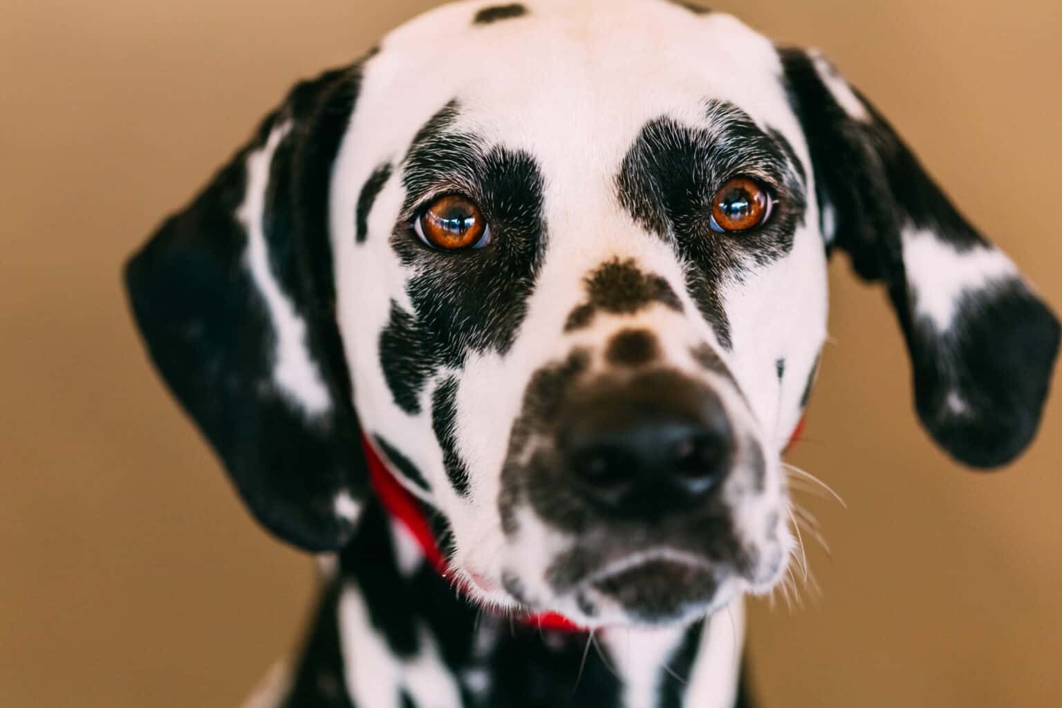 Why are Dalmatians not popular?