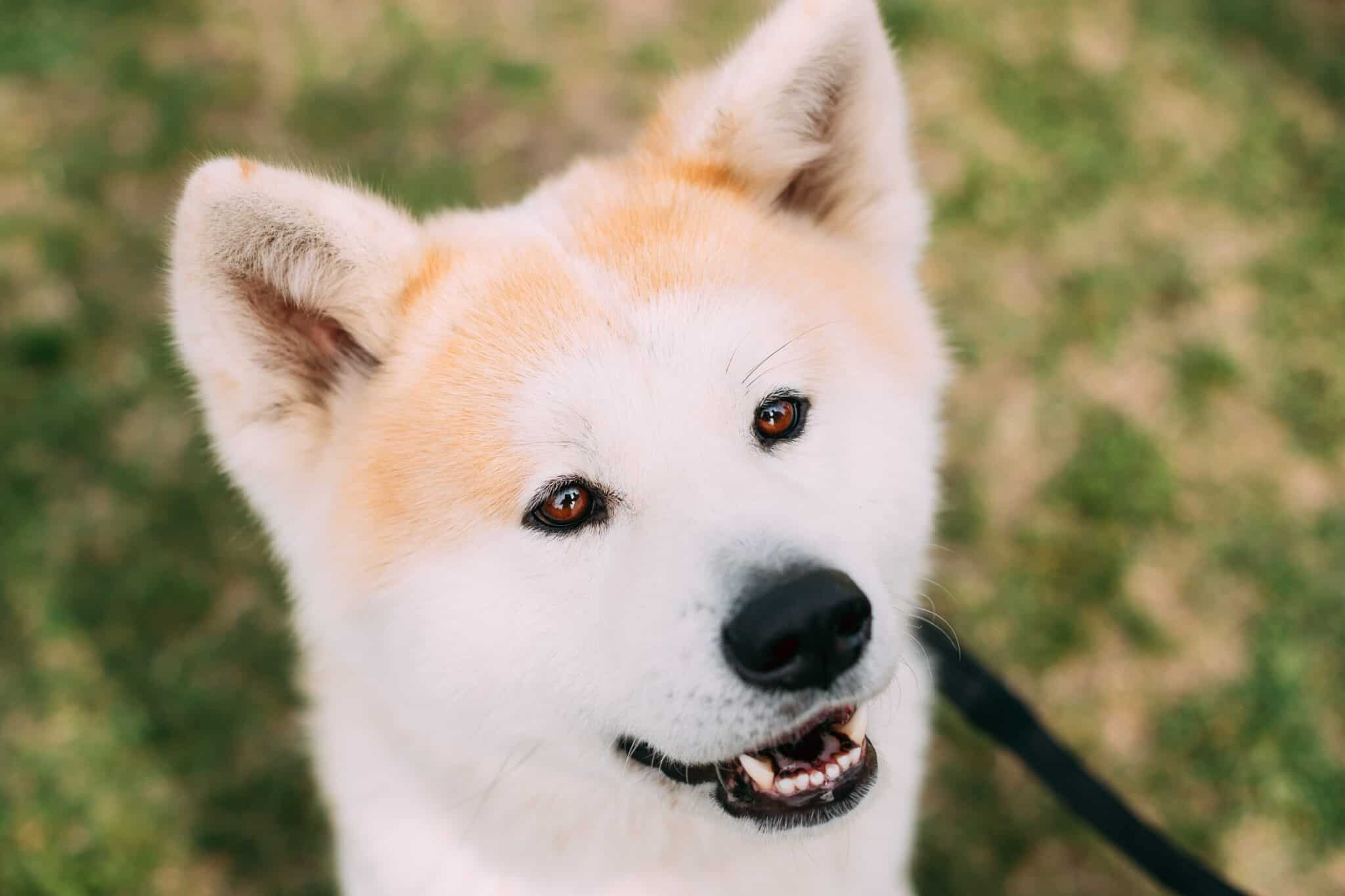 Akita vs Husky