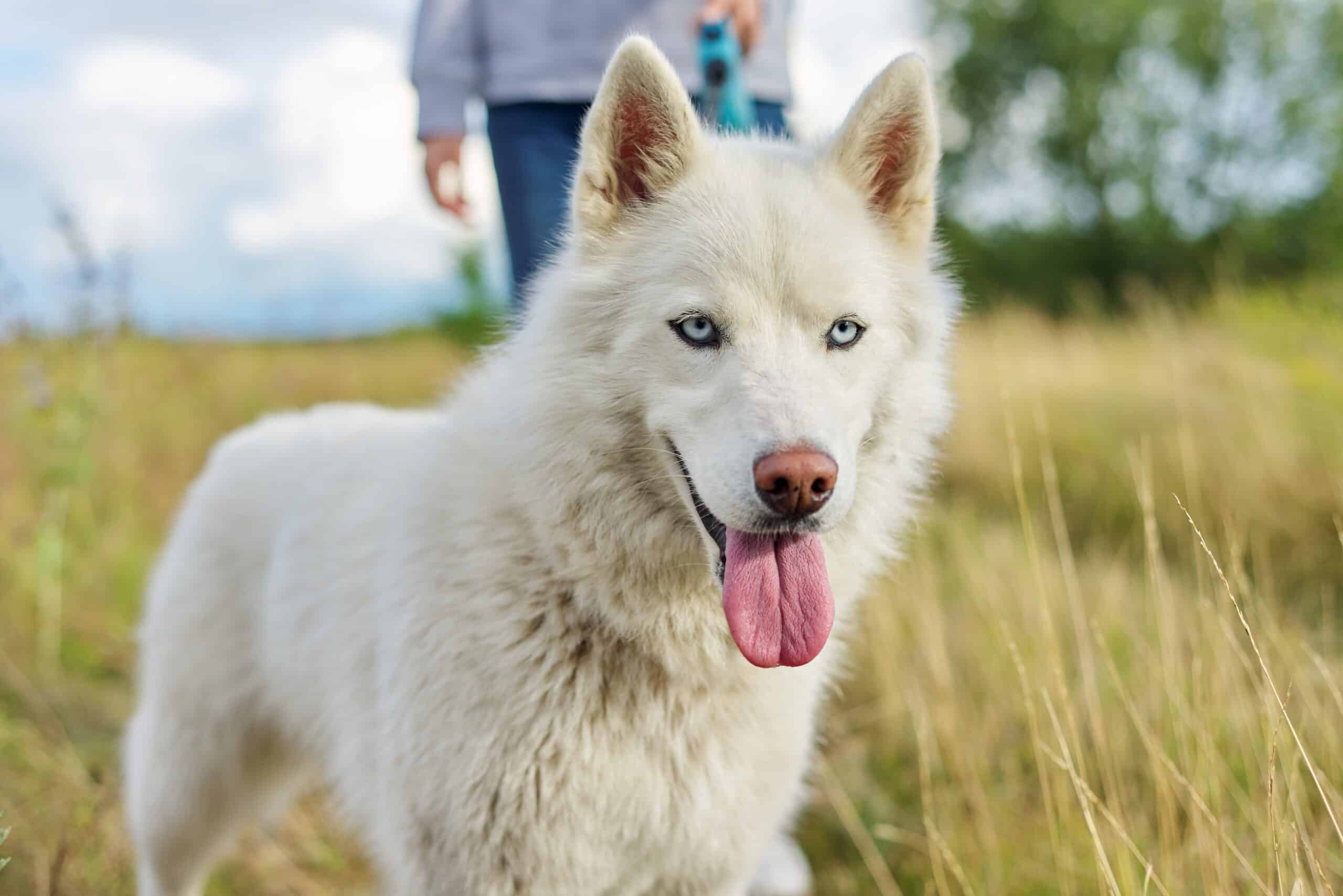Appearance and personality of a husky