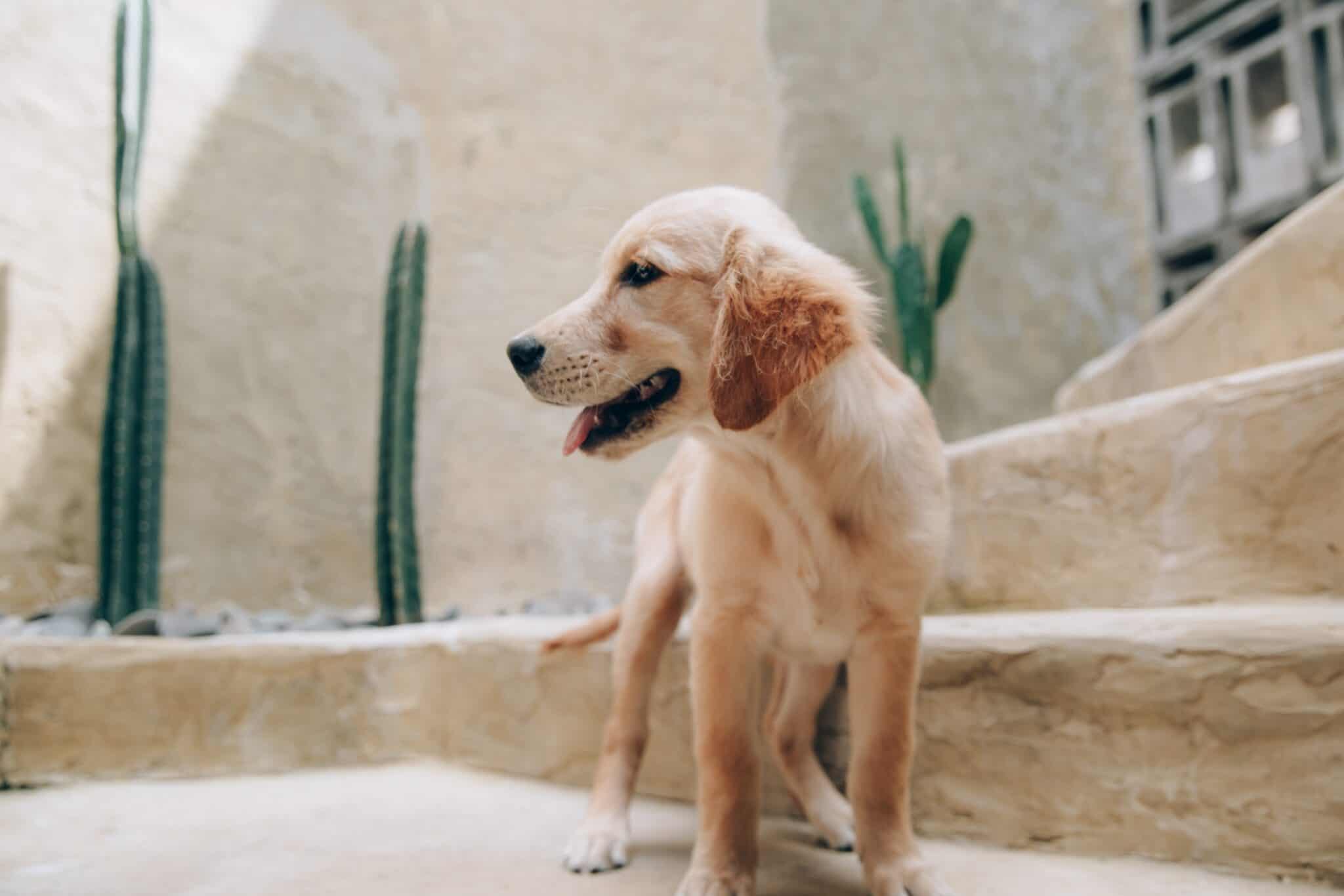 my dog suddenly can't walk up the stairs