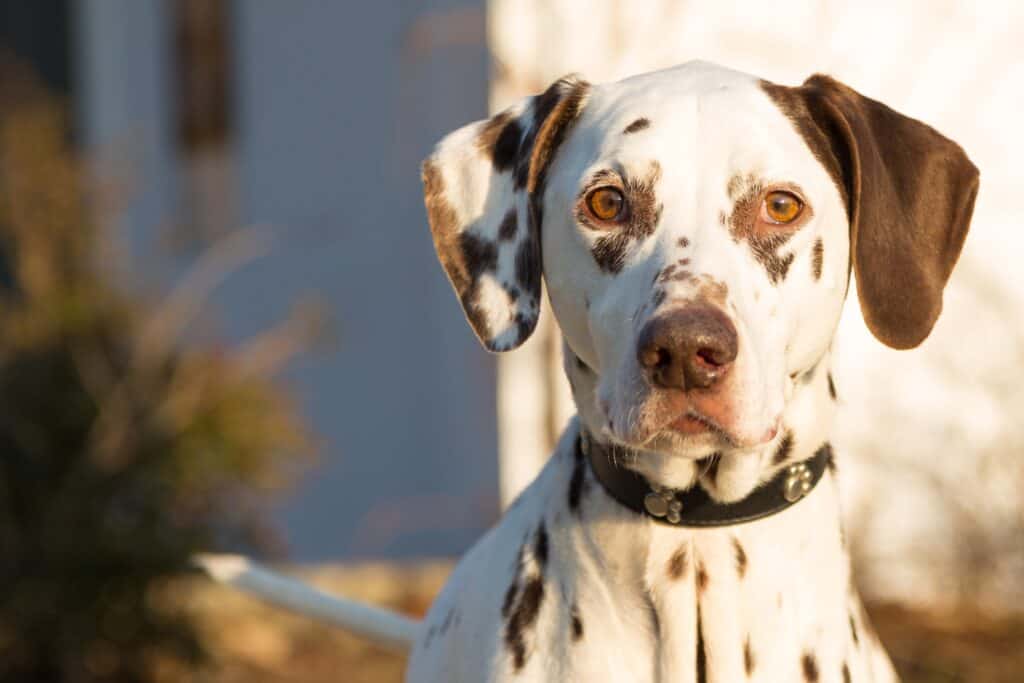 Are Dalmatians actually aggressive?