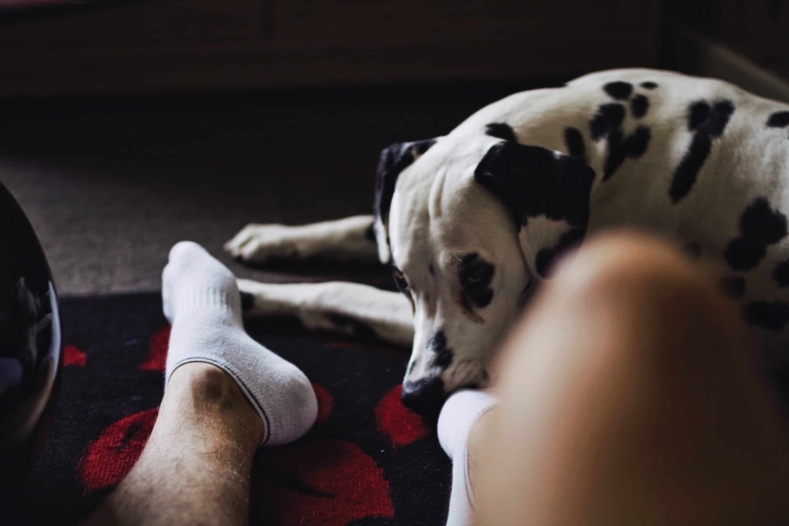Who would we recommend getting a Dalmatian?