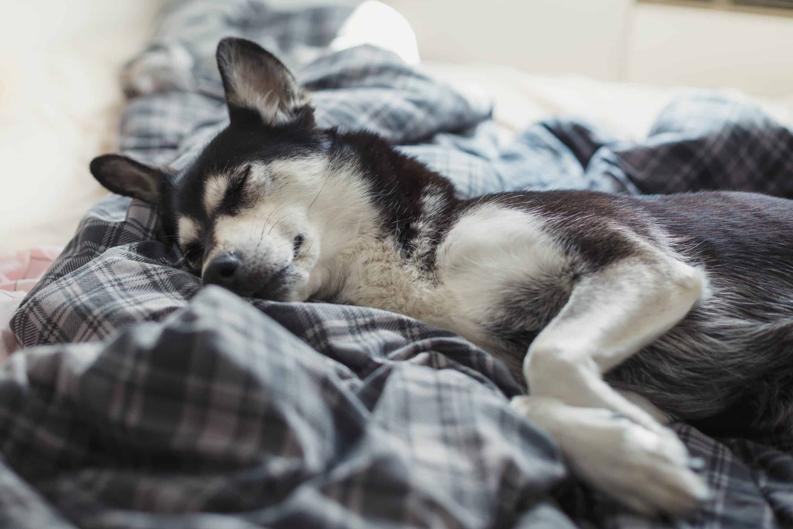 Do all huskies sleep a lot?