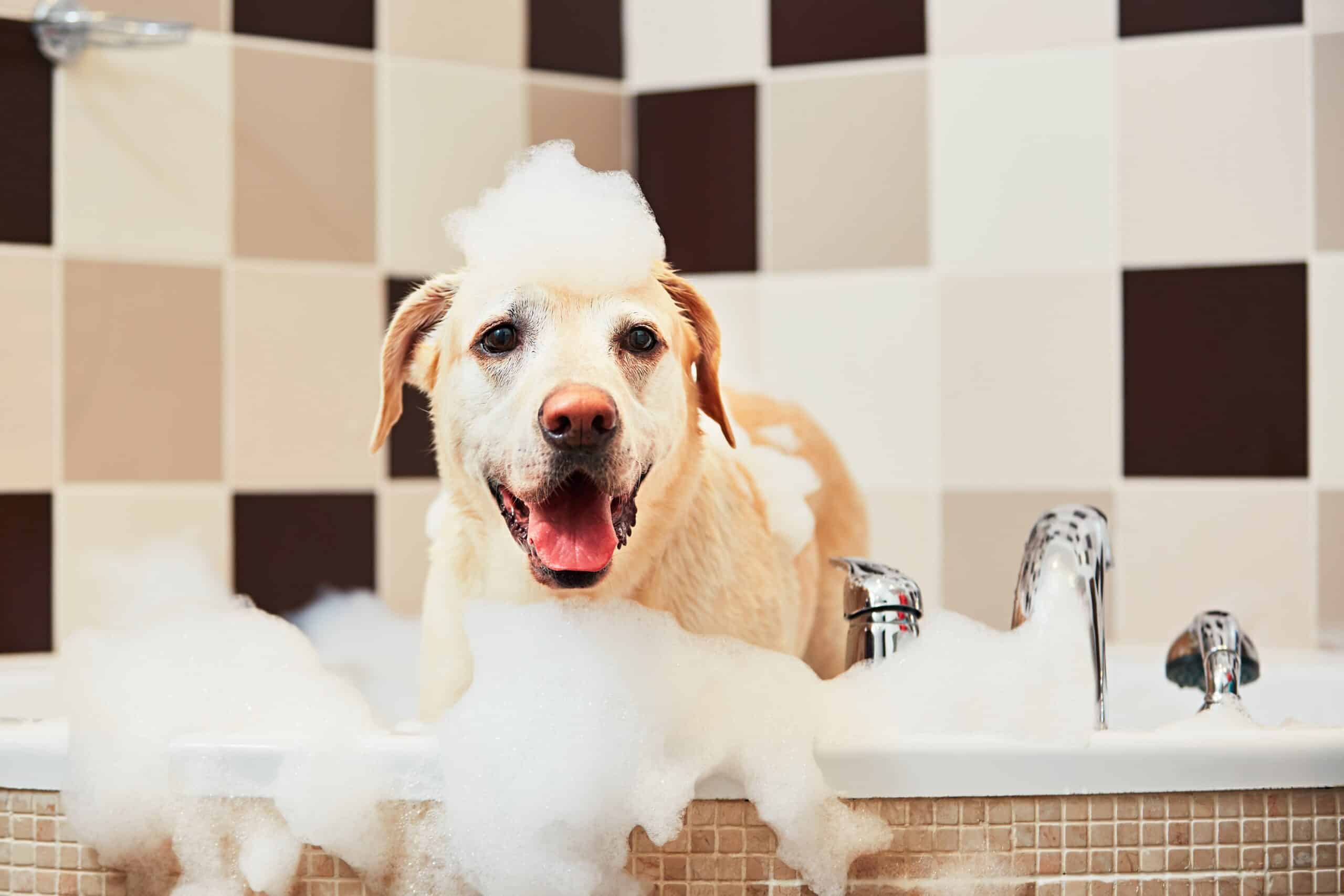 Can I let my dog air dry after a bath?