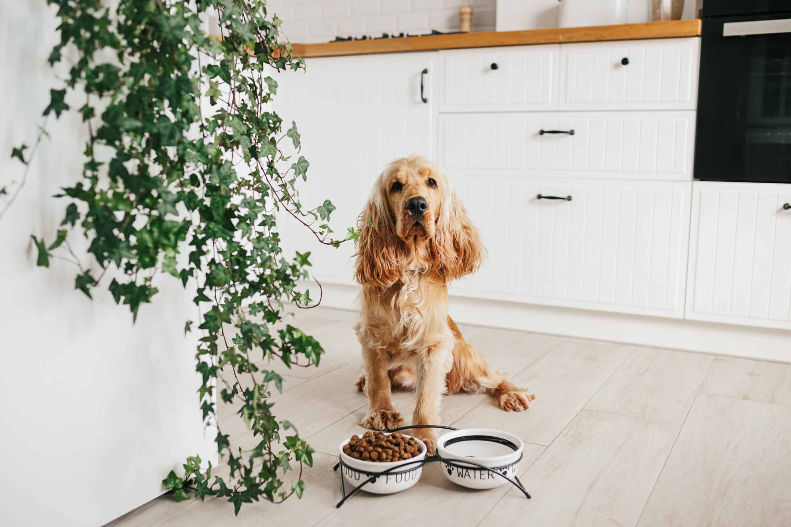 Why does one of my dogs wait for the other dog to finish eating?