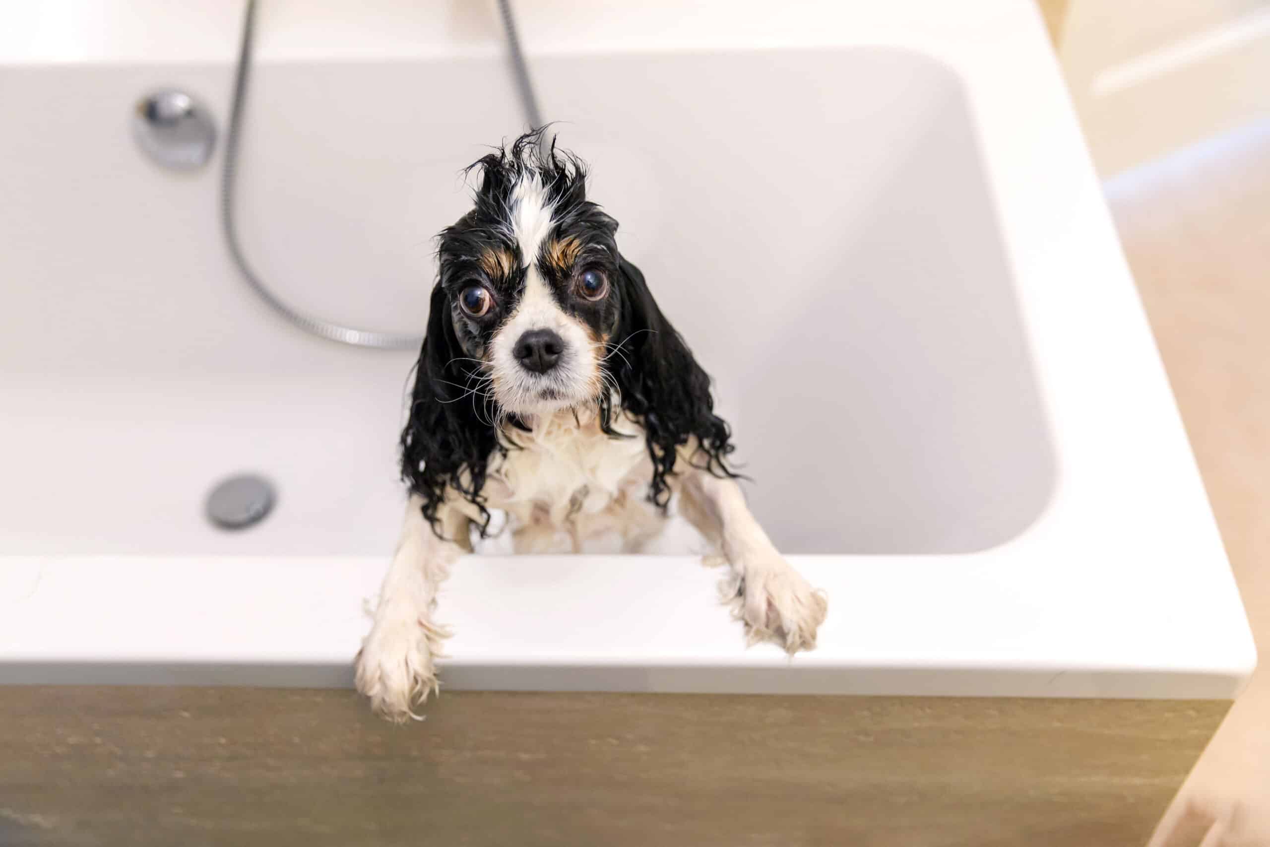 How often do dogs need baths?