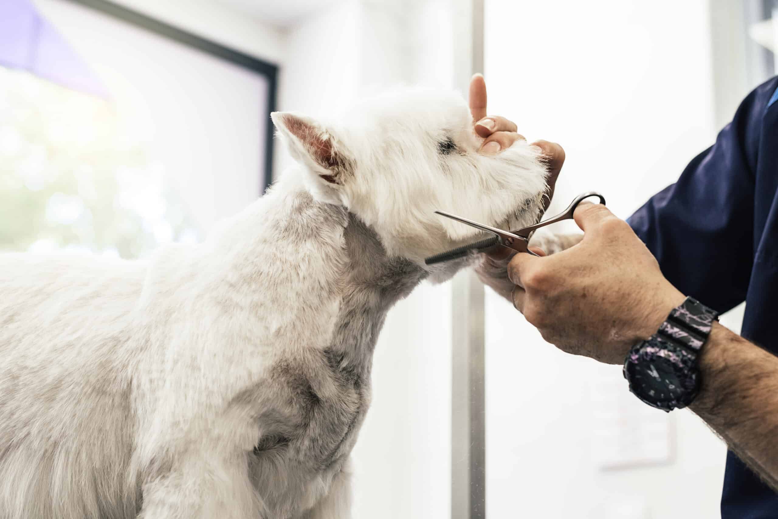 Are dog thinning shears the same as human?