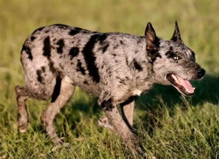 Why is it called the hanging tree cattle dog?