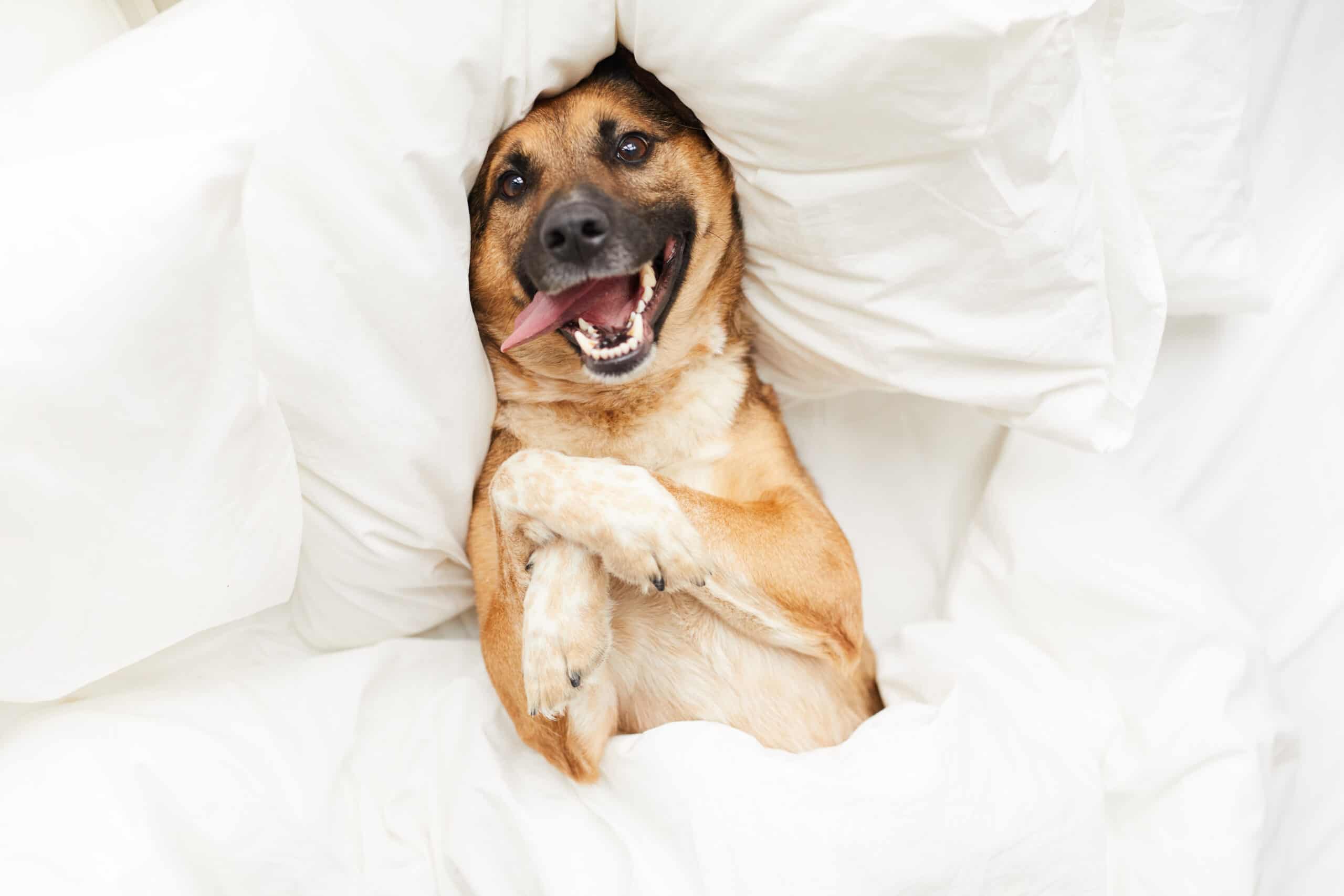 How your dog is feeling otherwise