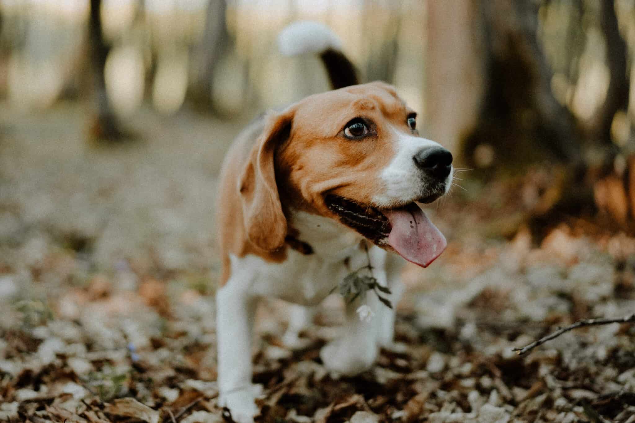 why mock strawberries can be good for your dog