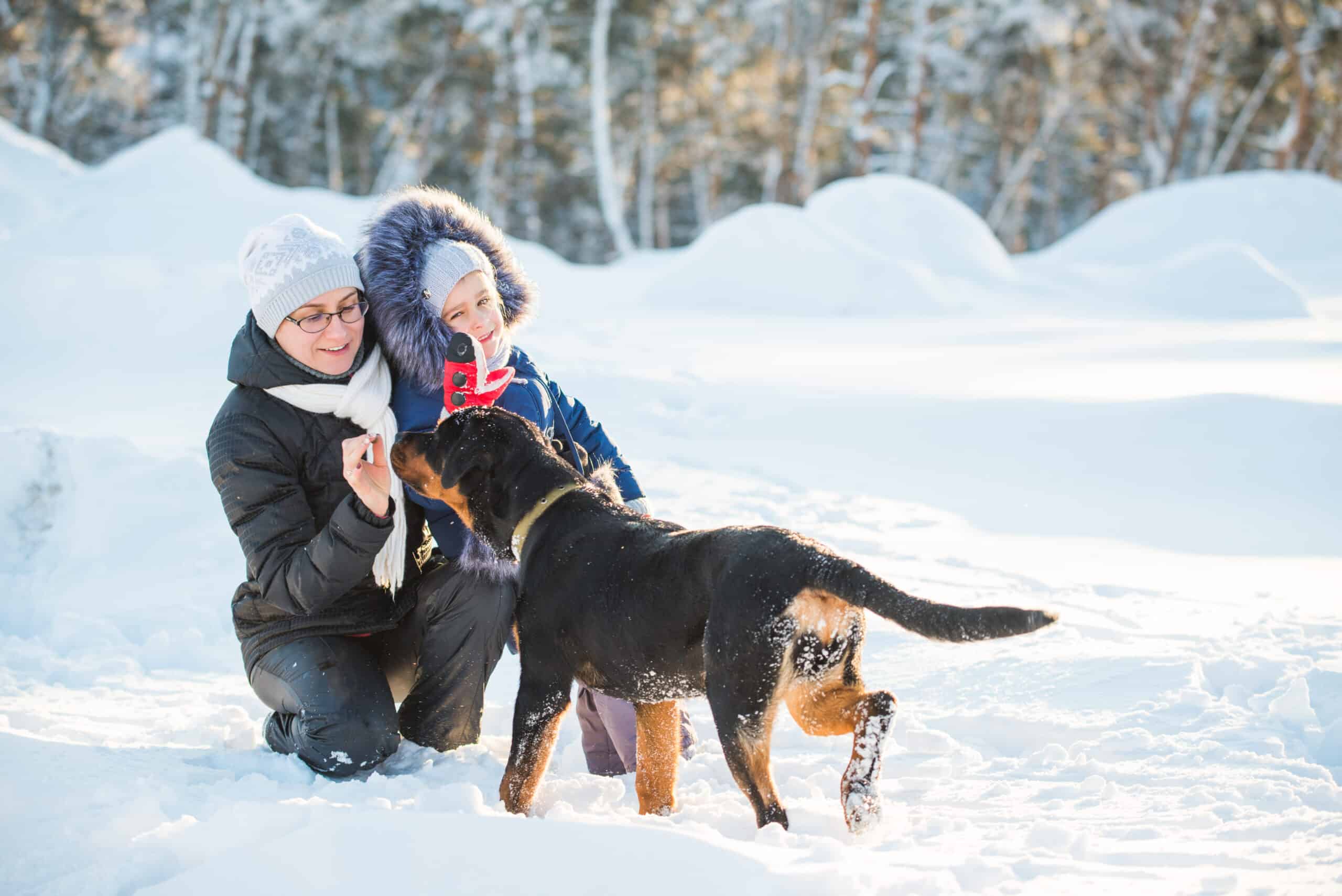 Why rottweilers make great family dogs