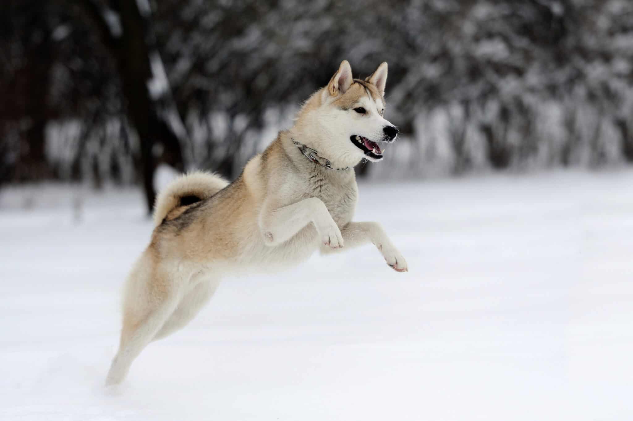 Size and weight of a husky