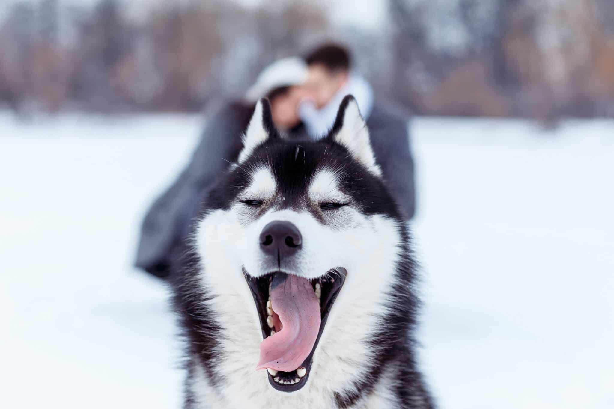 Training and exercise needs akita vs husky