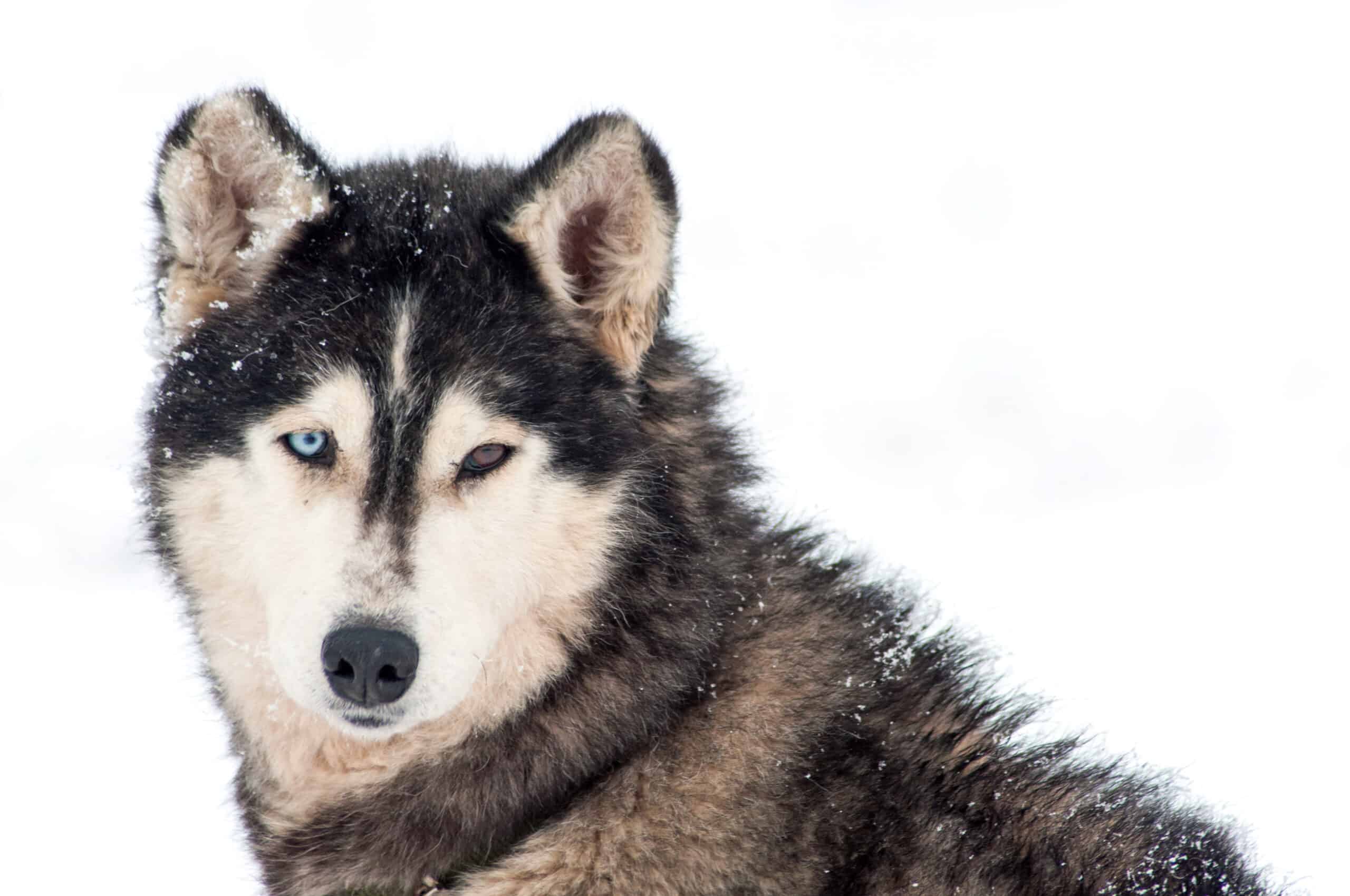 Can huskies sleep outside in winter?