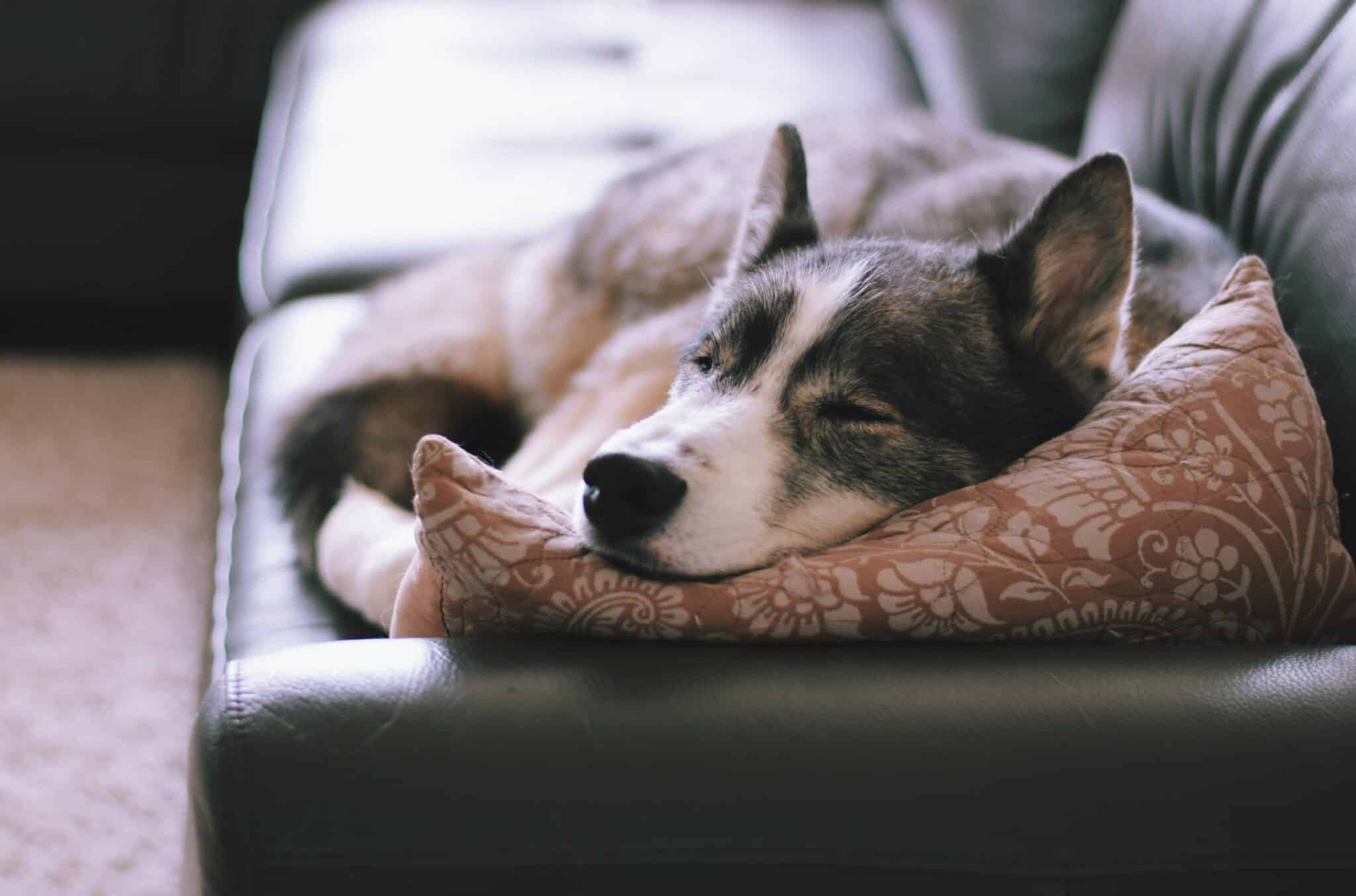 How much do huskies sleep?