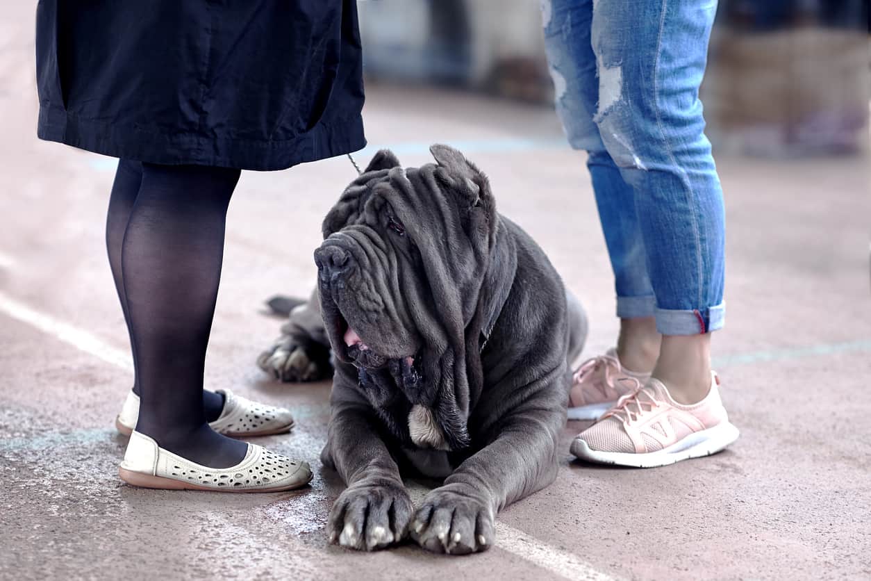 Which mastiff is the best family dog?