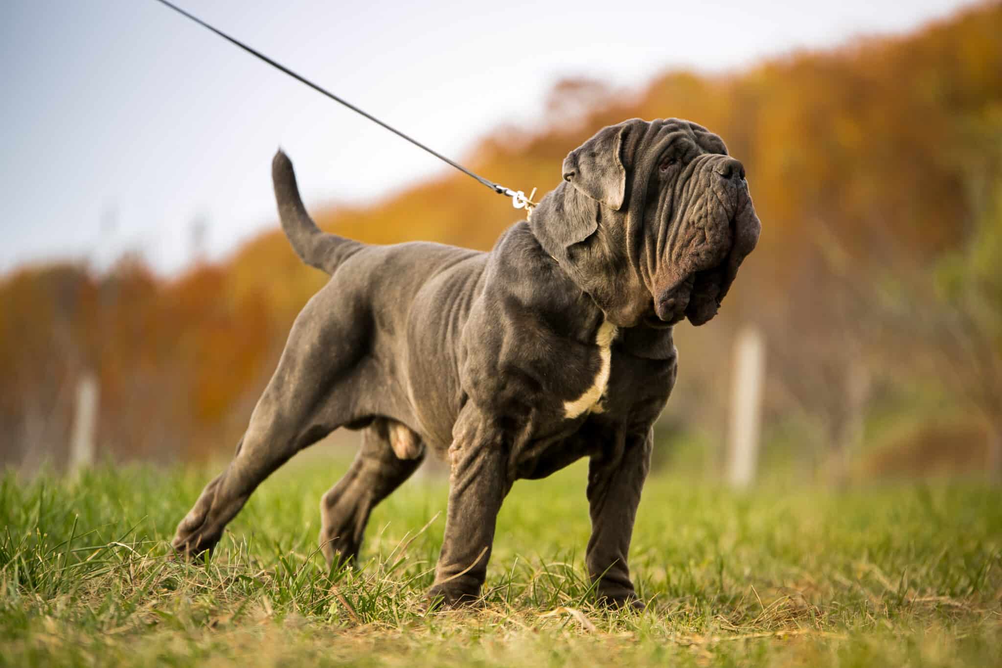 How much does a mastiff weigh?