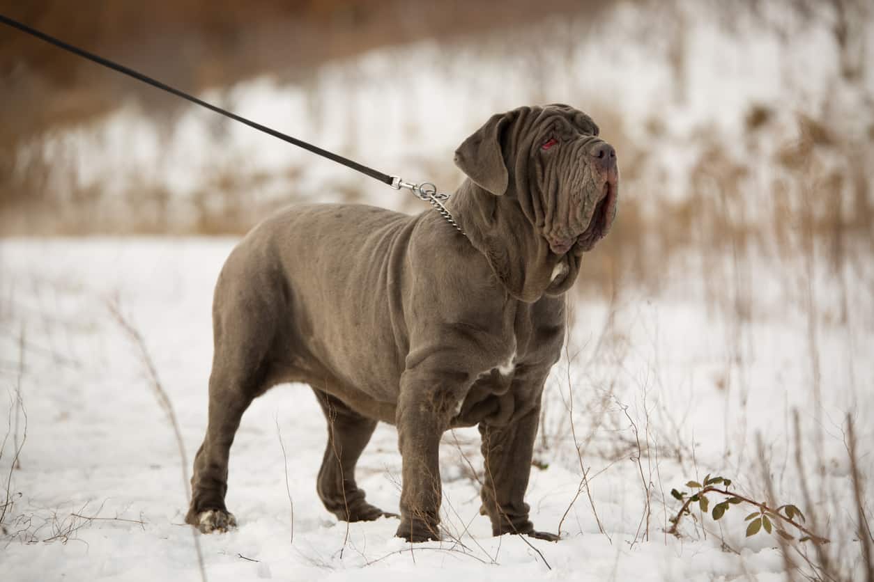 How old do mastiffs live?