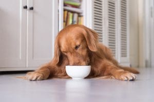 Mothers Pudding For Dogs