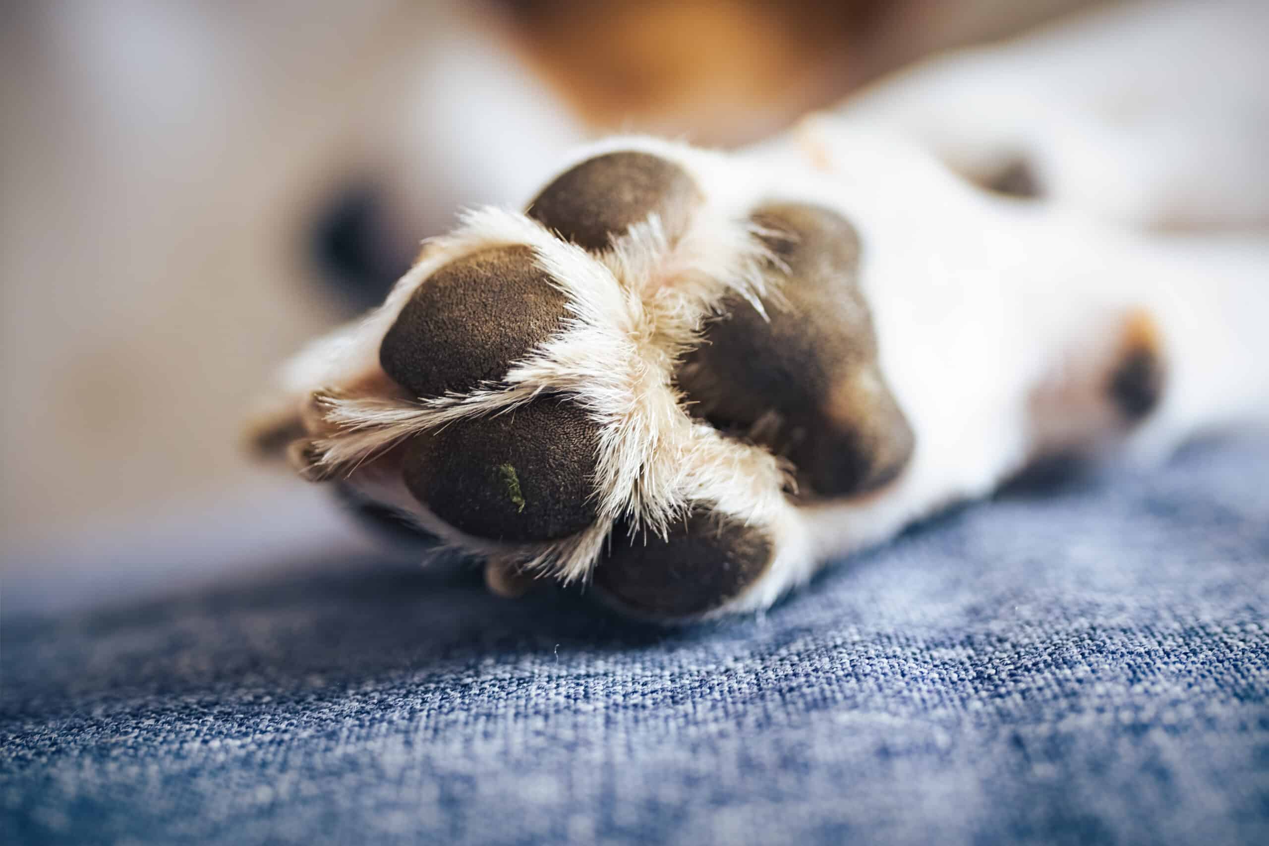 Why do dogs curl their paws