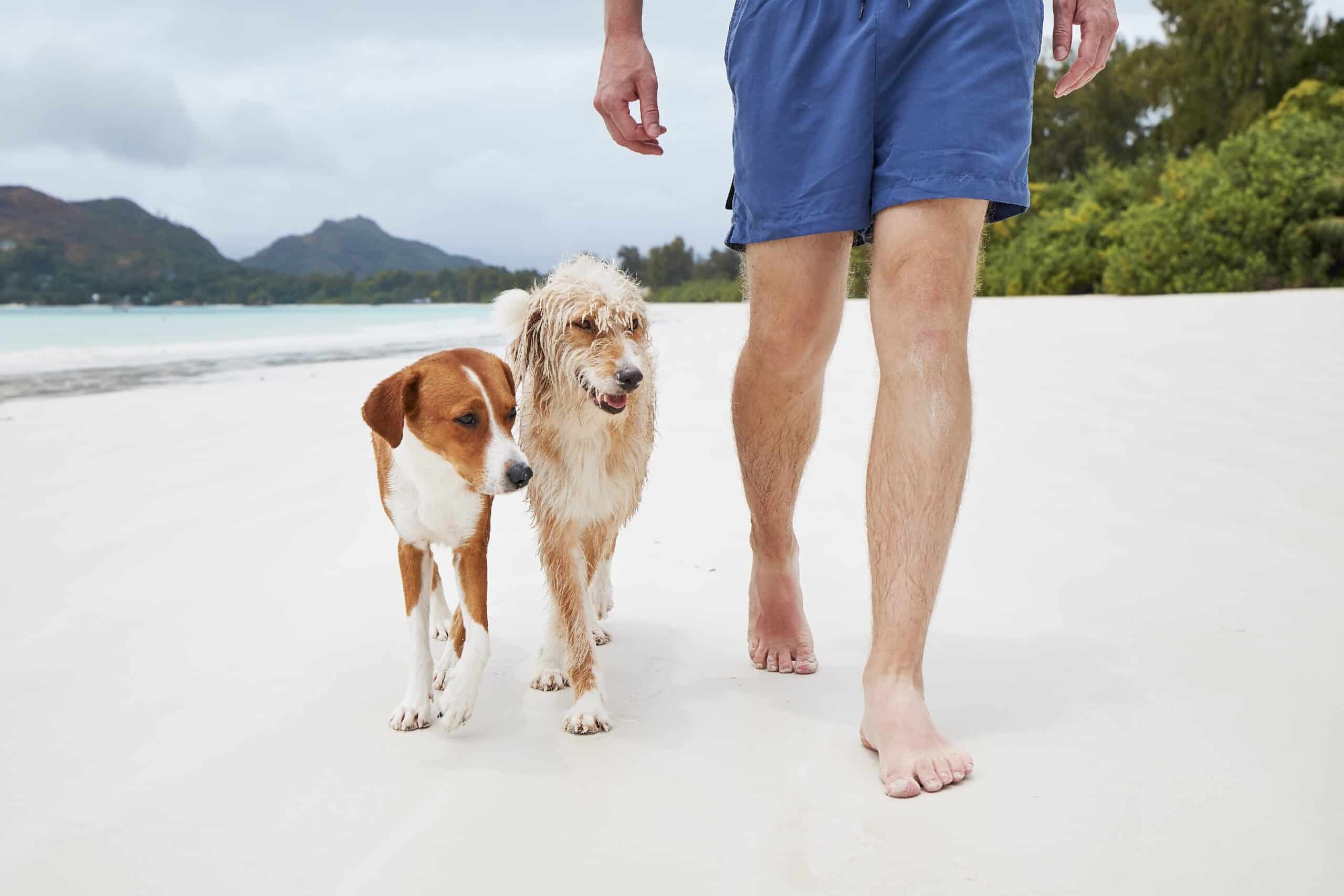 Can Dog Licking Cure Your Athlete’s Foot?