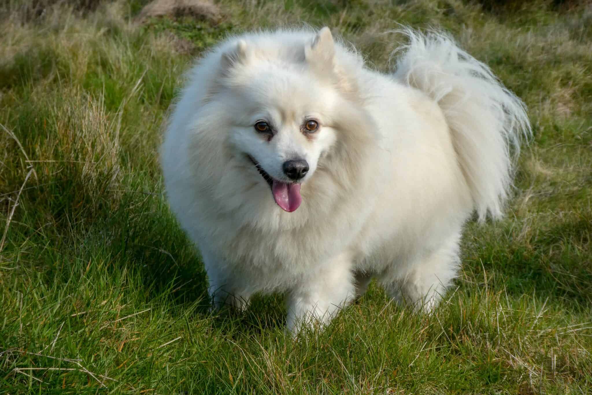 white tip tail dog - American Eskimo Dog