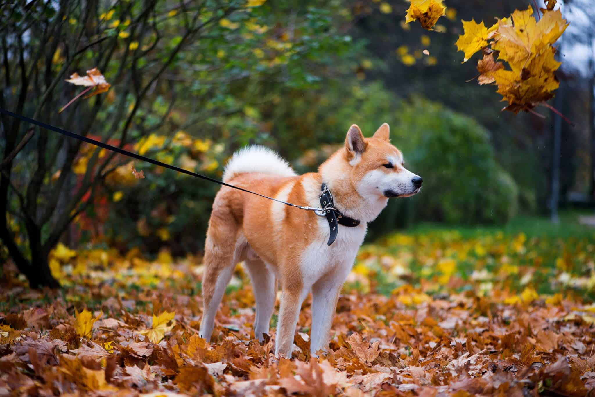 health problems husky vs akita