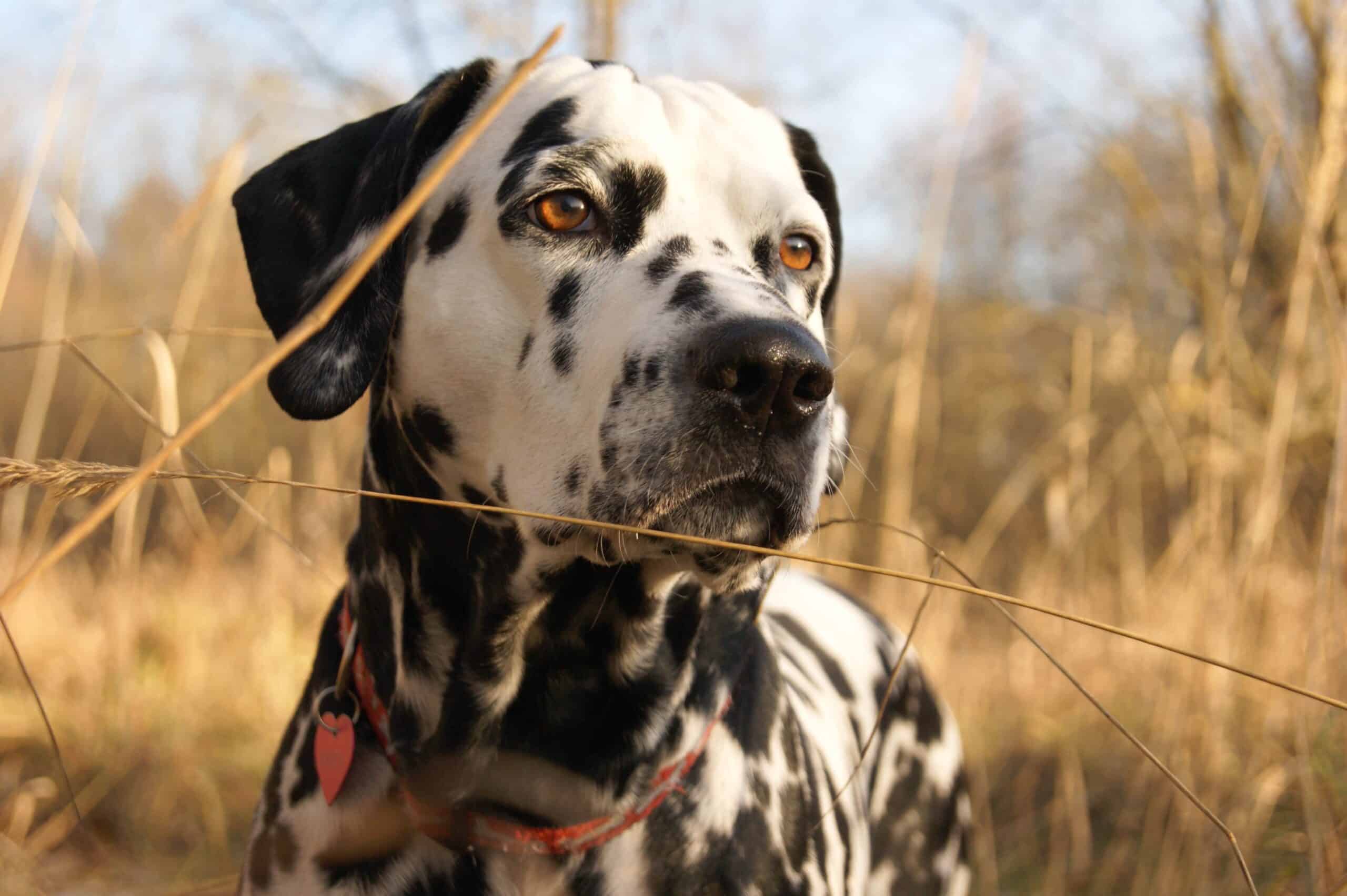 What are some of the pros of owning a Dalmatian?