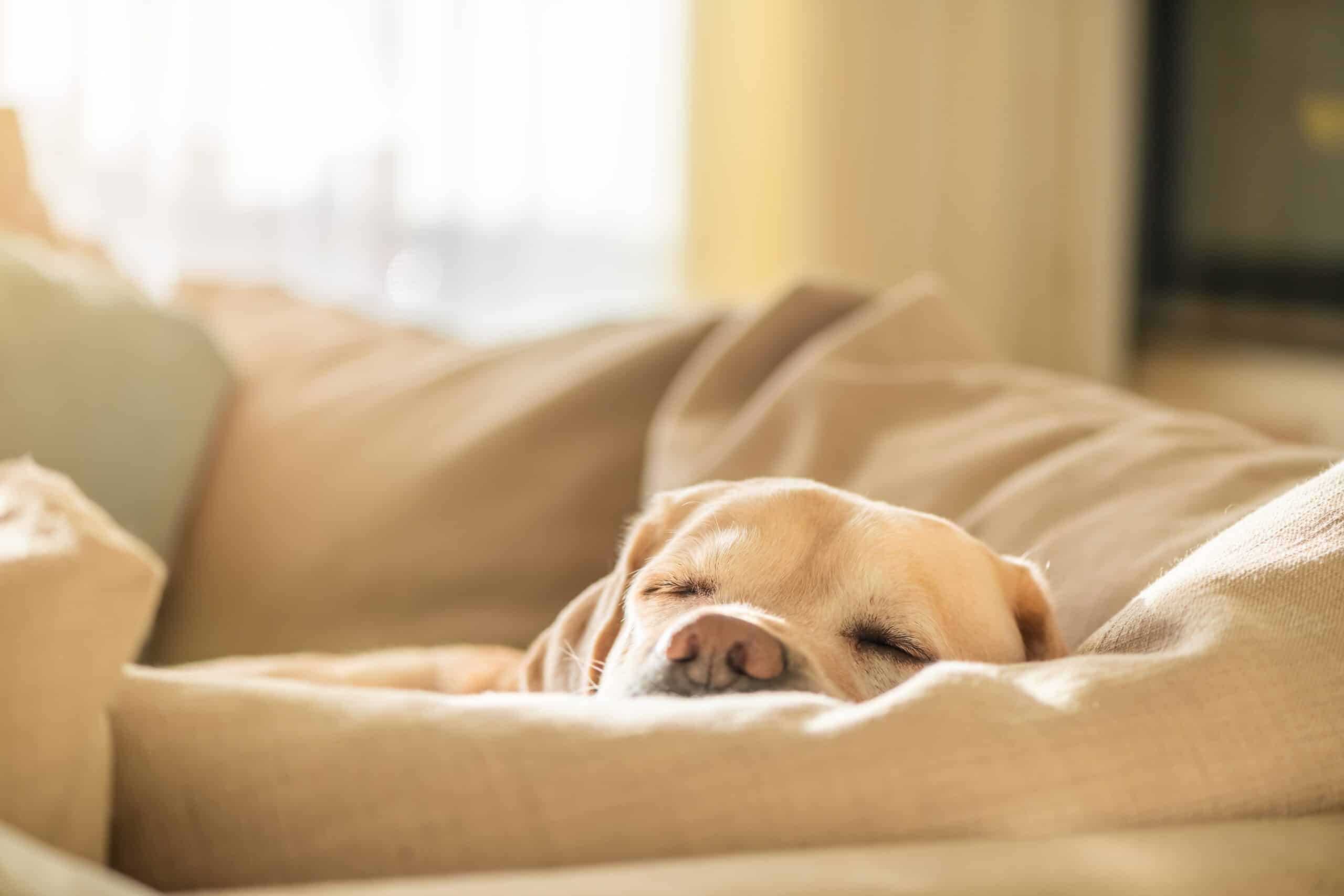 Dogs who sleep alone are anti-social