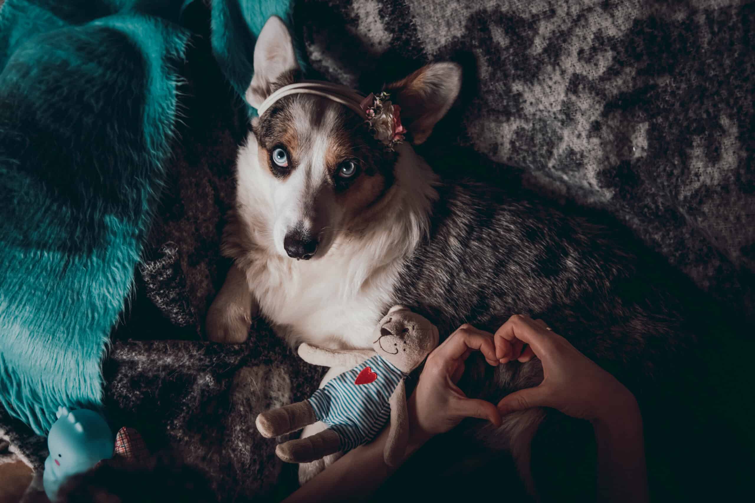 What is a TCI for dogs