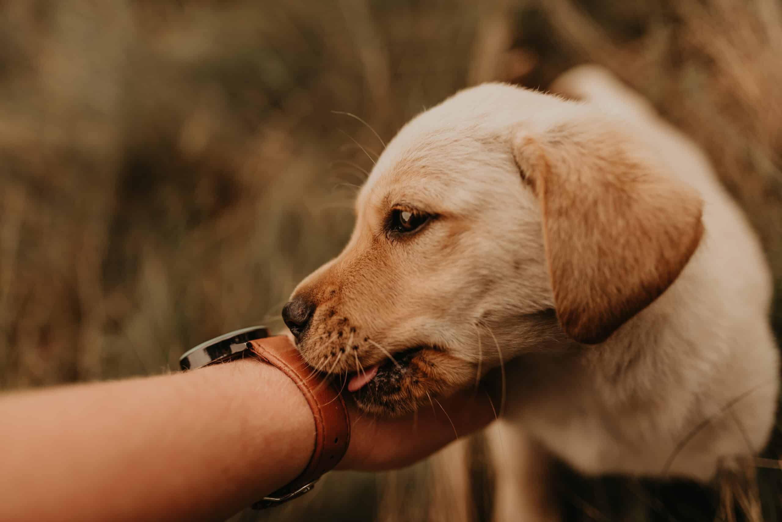 Dog Licks My Feet Fungus