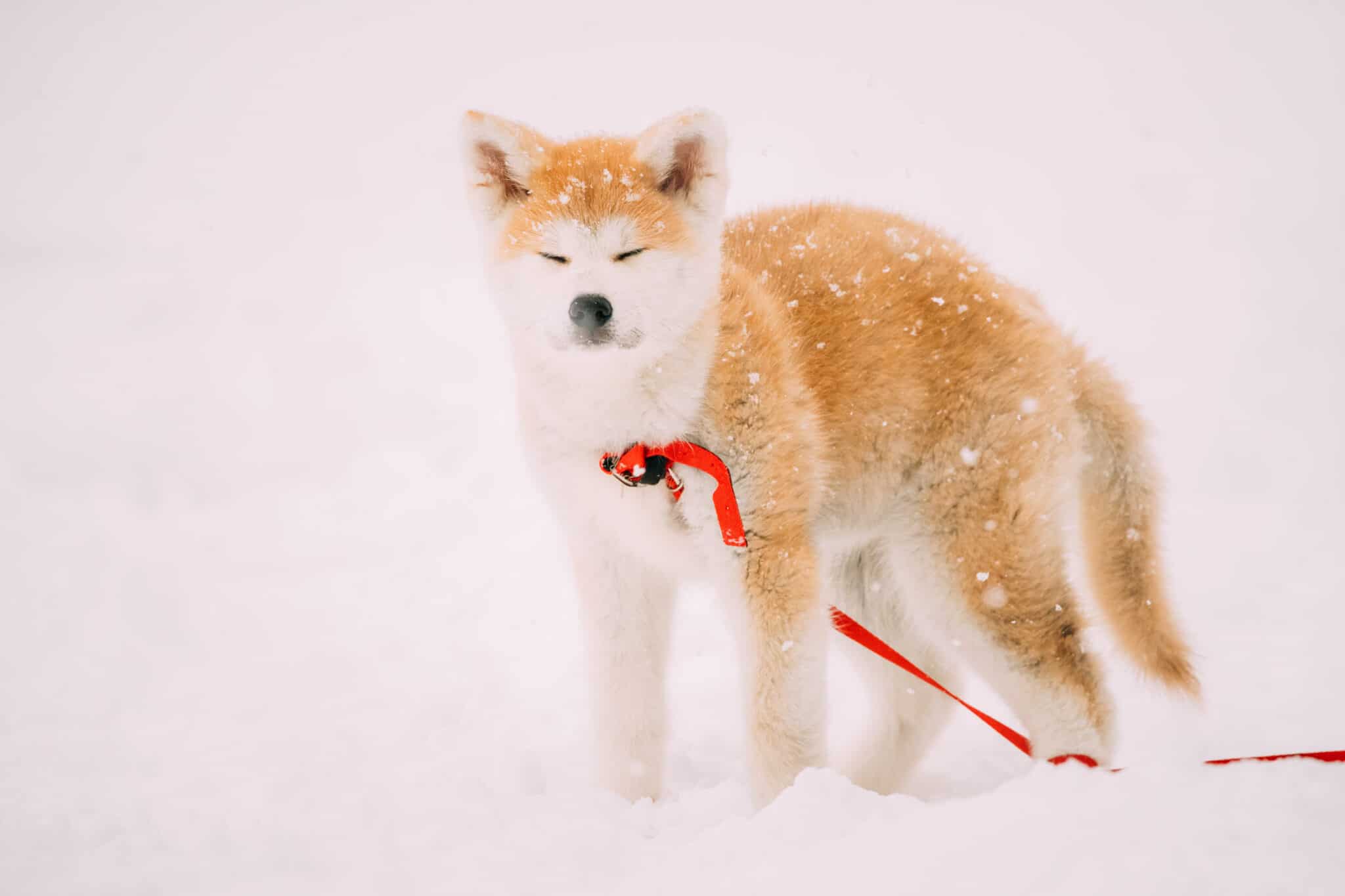 How much they shed akita vs husky