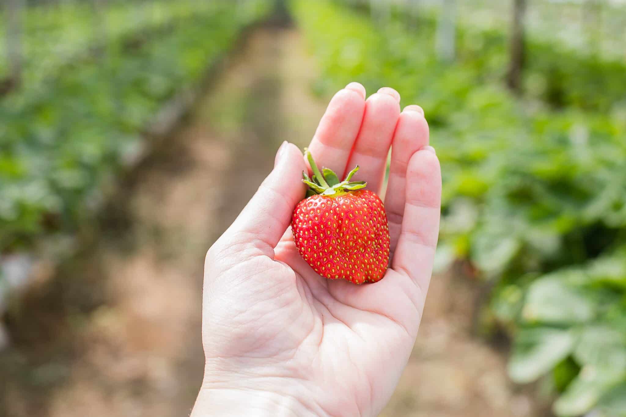 What is the difference between a mock strawberry and a normal strawberry?